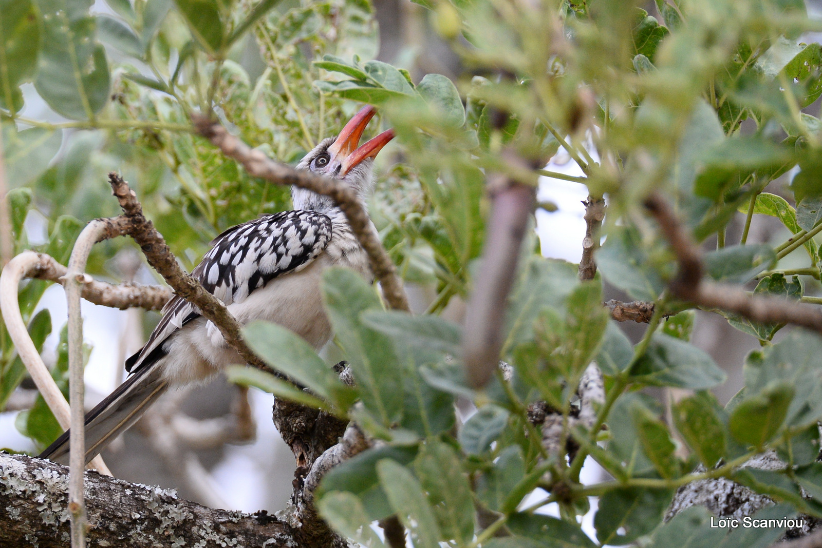 Calao de Jackson/Jackson's Hornbill (2)