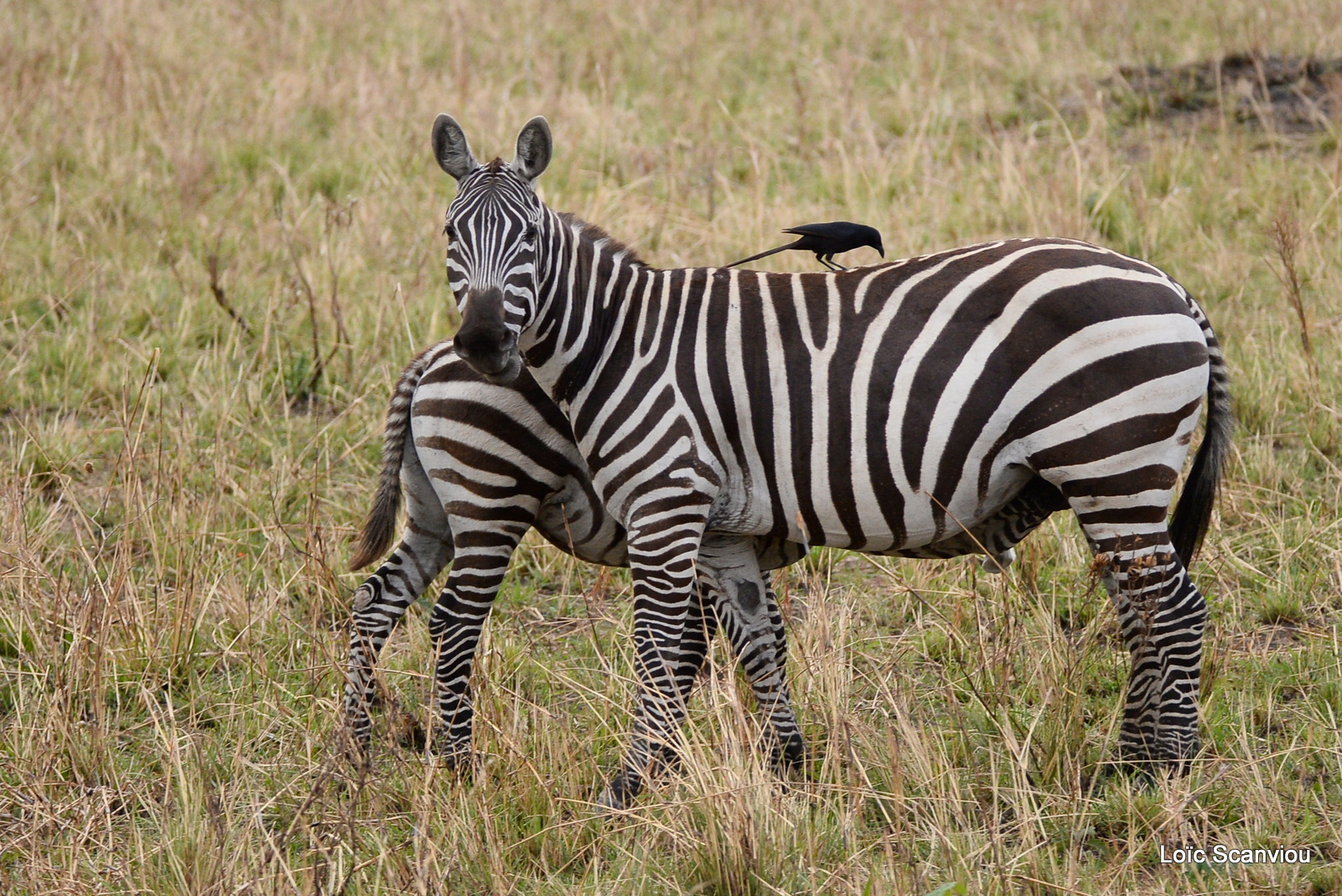 Zèbre de Burchell/Burchell's Zebra (4)