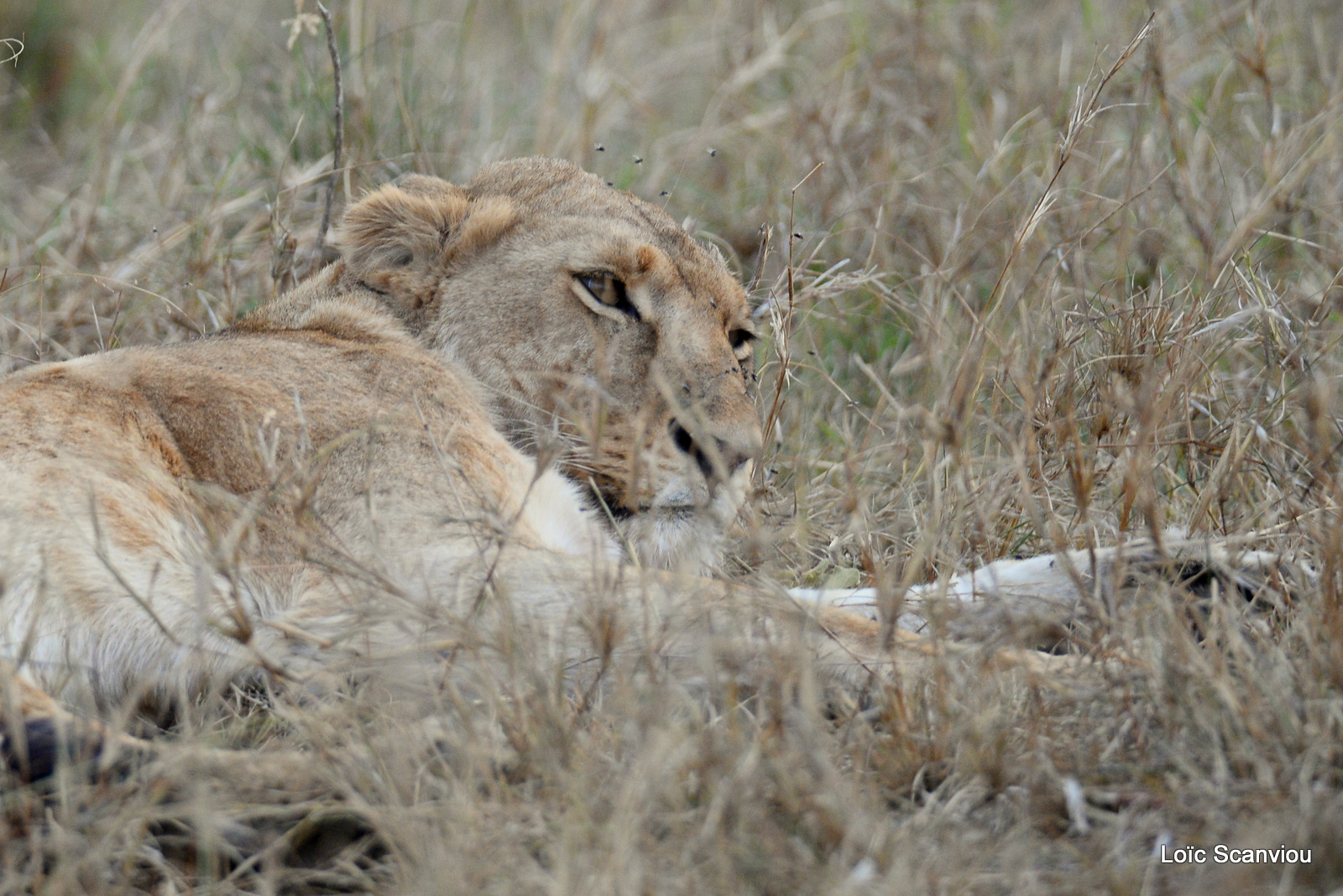 Lion (3)