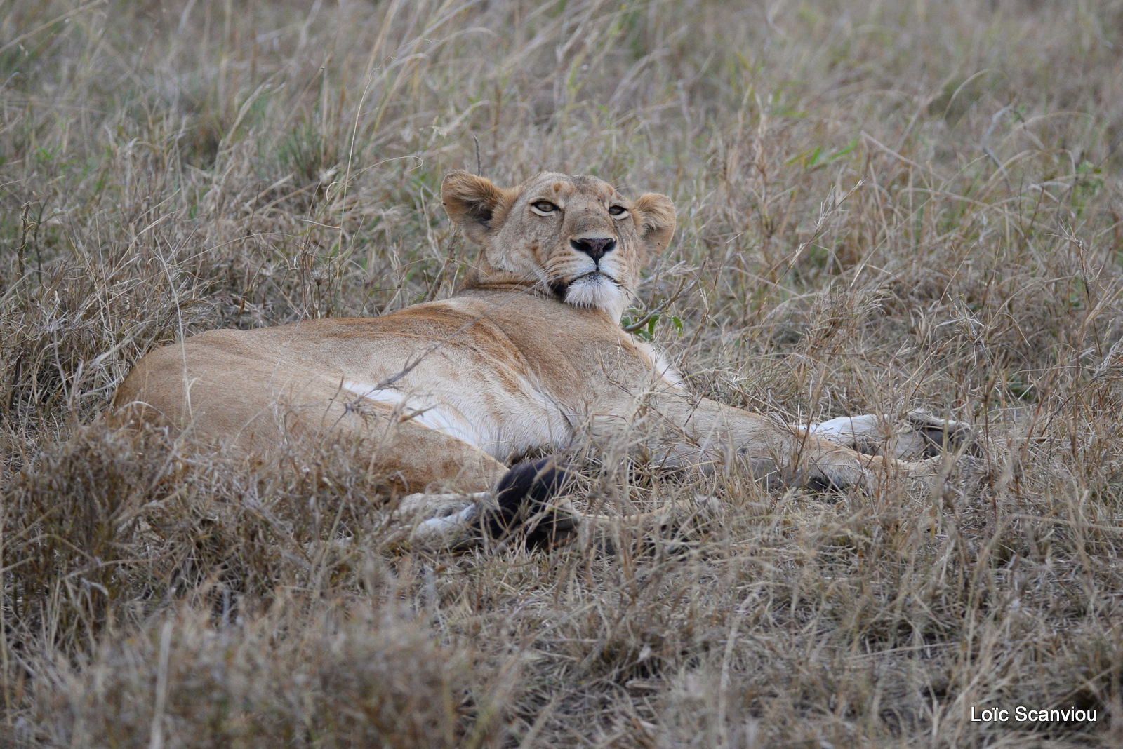 Lion (4)