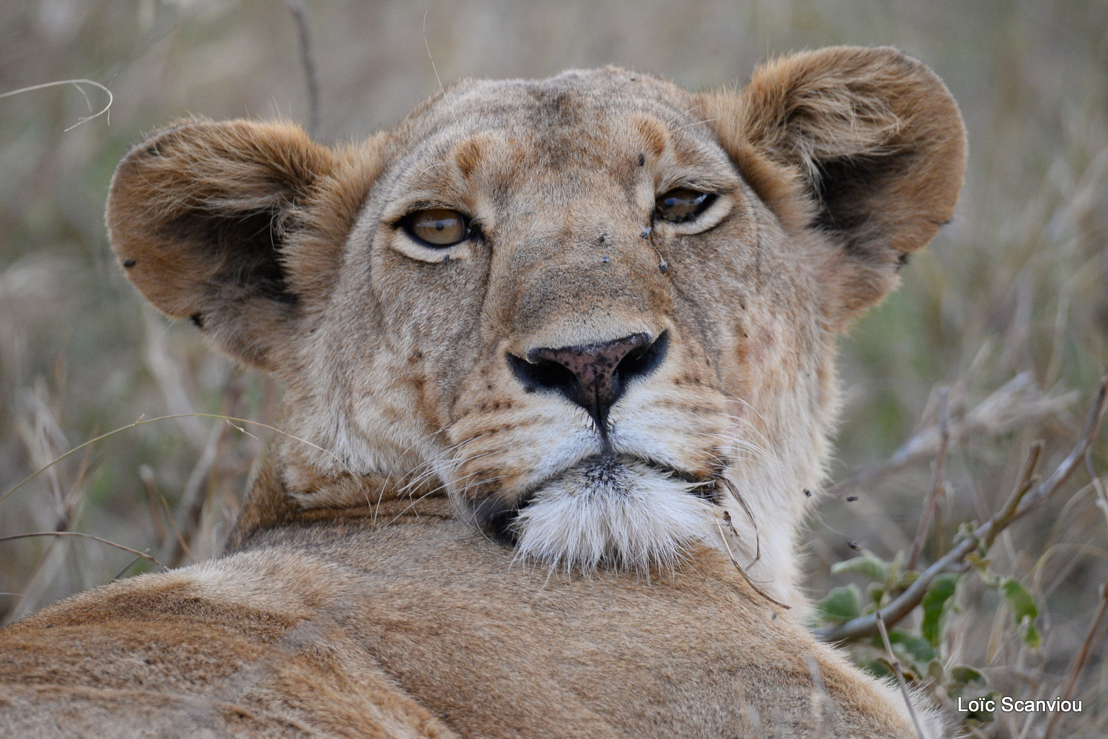 Lion (5)