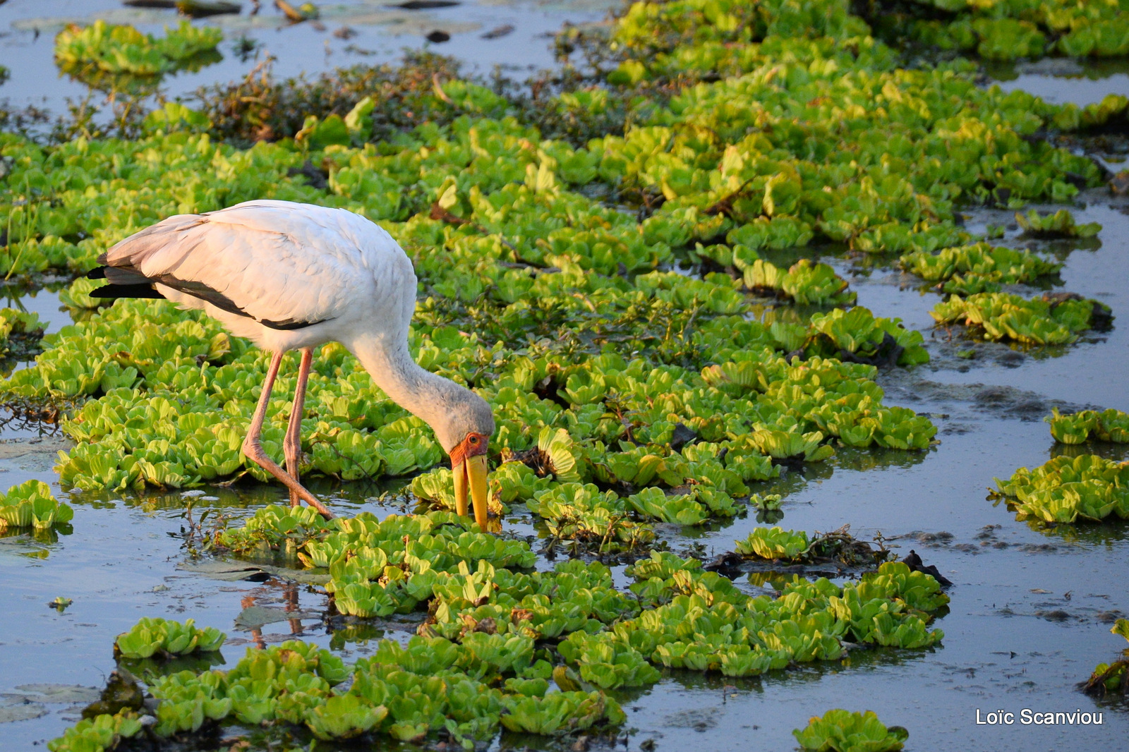 Tantale ibis/Yellow-billed Stork (1)