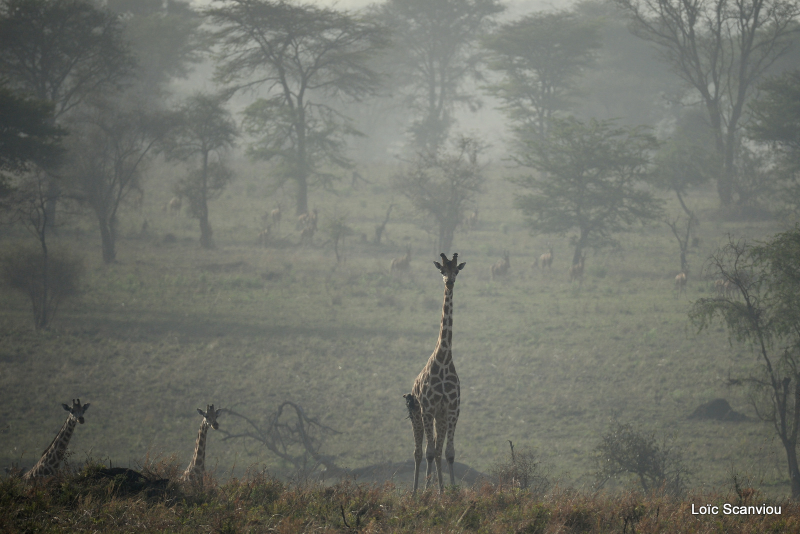 Girafe de Rothschild/Rothschild's Giraffe (2)
