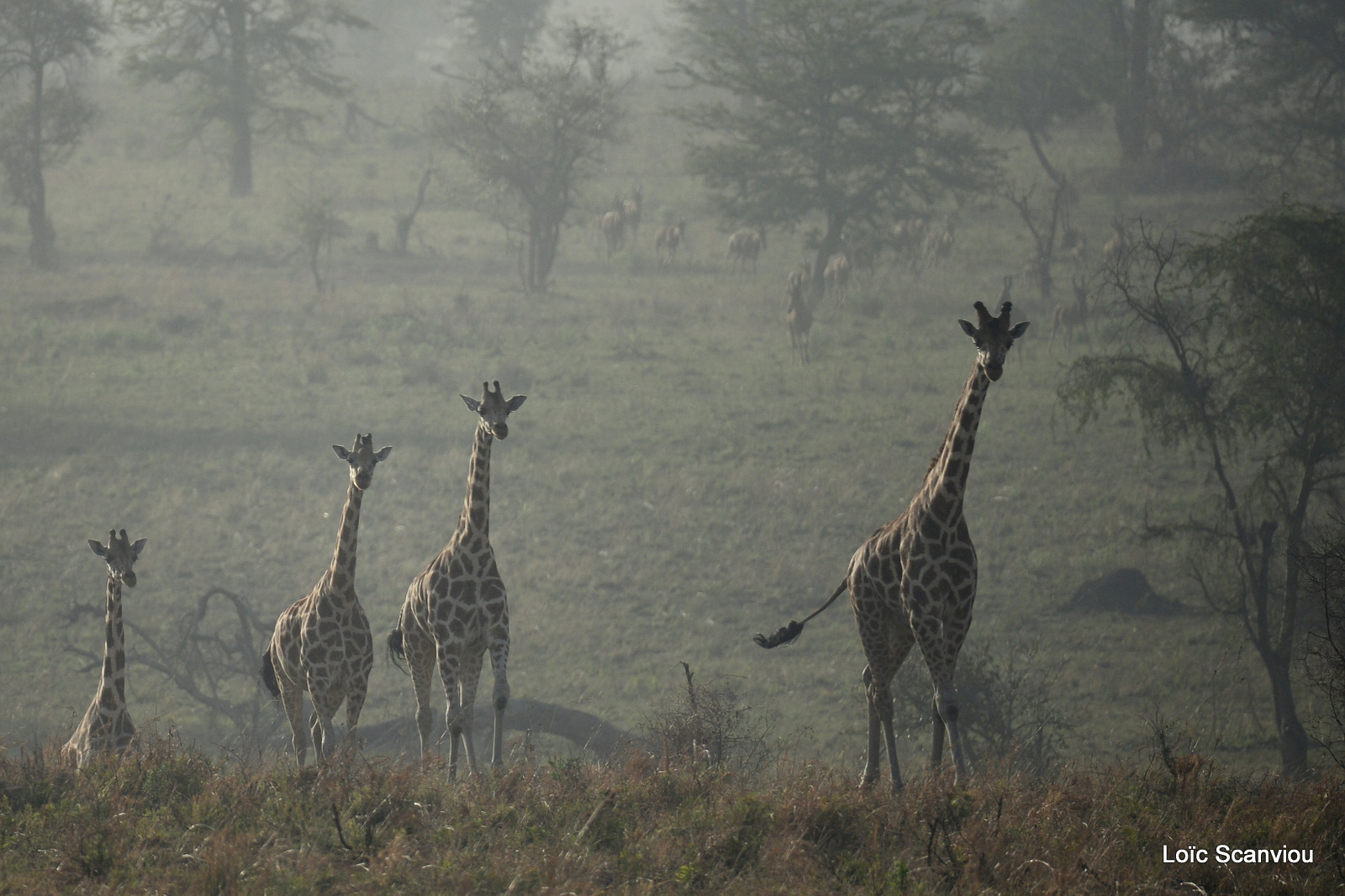 Girafe de Rothschild/Rothschild's Giraffe (3)