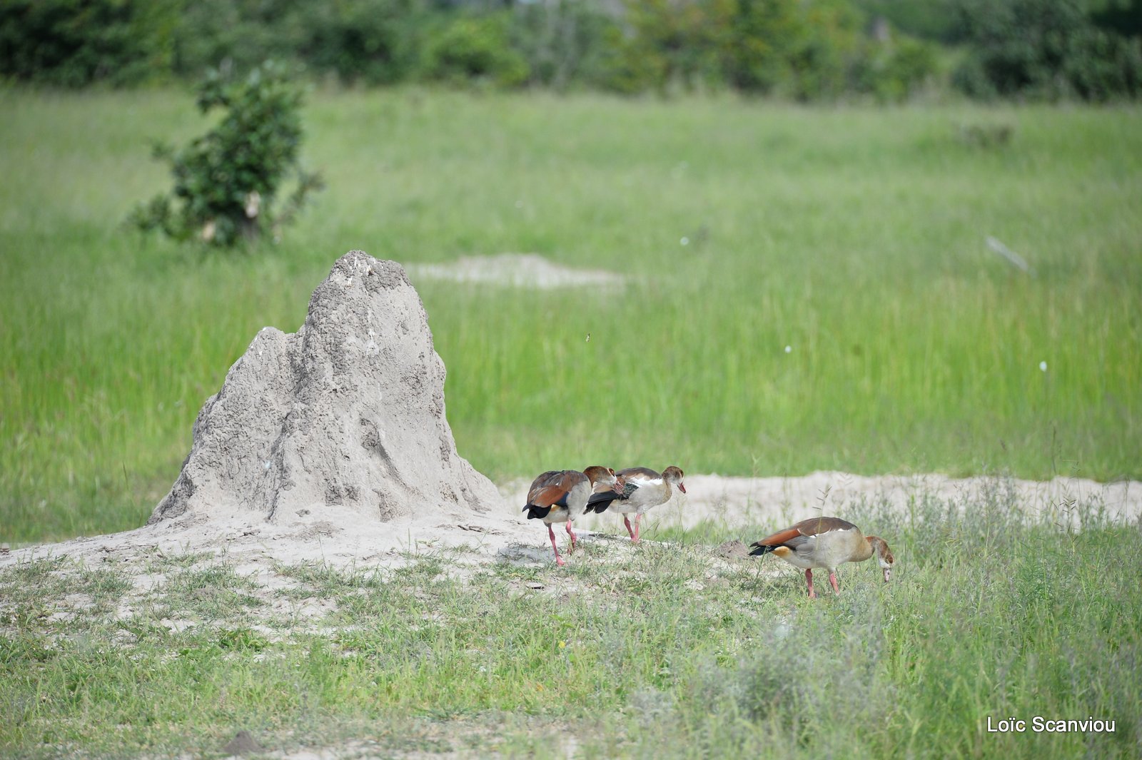 Ouettes d'Egypte/Egyptian Geese (1)