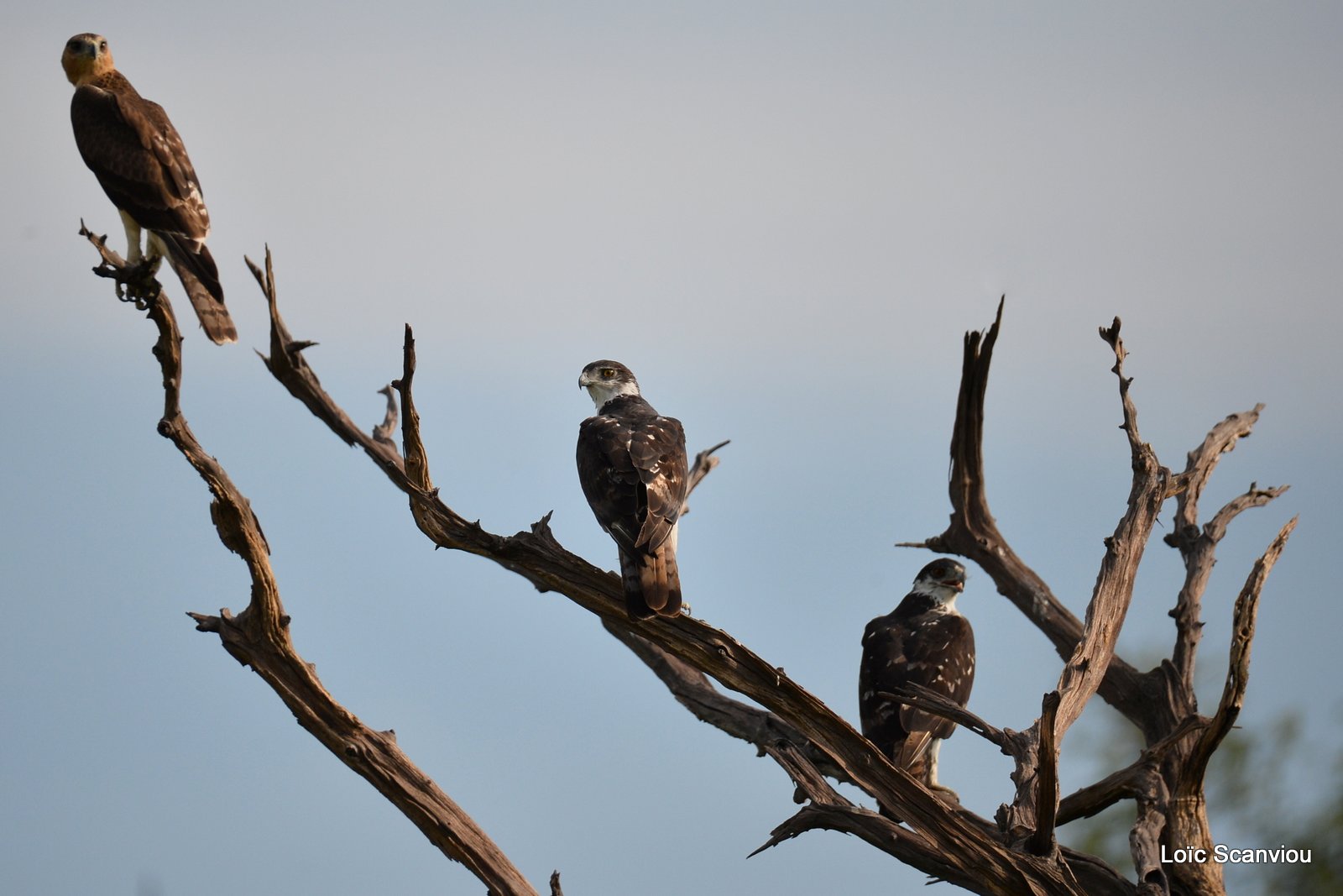 Aigle fascié/African Hawk-Eagle (1)