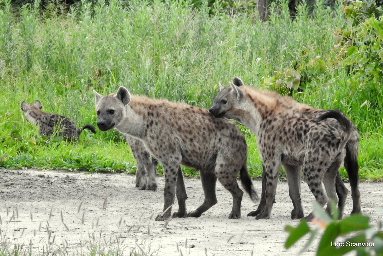 Hyène tachetée/Spotted Hyena (29)