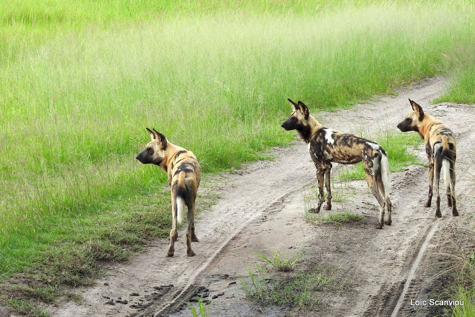 Lycaon/African Wild Dog (15)