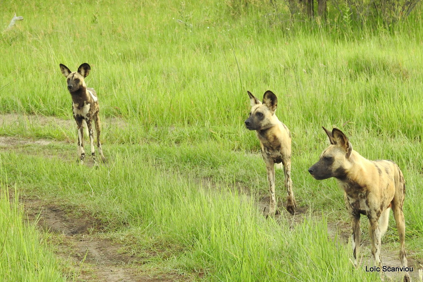 Lycaon/African Wild Dog (16)