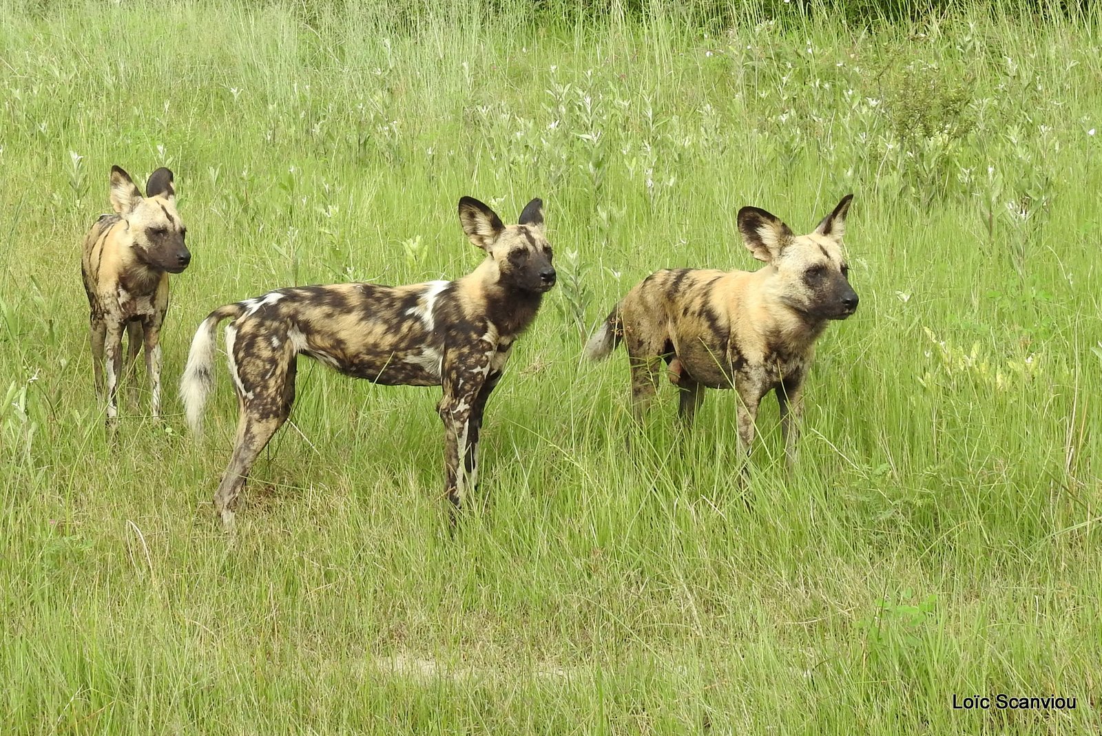 Lycaon/African Wild Dog (17)