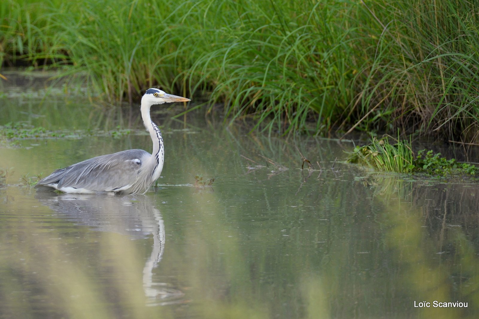 Héron cendré/Grey Heron (1)