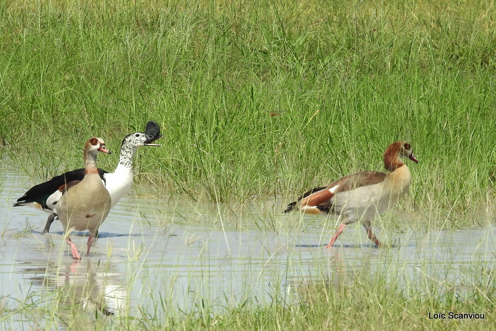 Canard à bosse et ouette égyptienne/Comb Duck and Egyptian Goose (1)