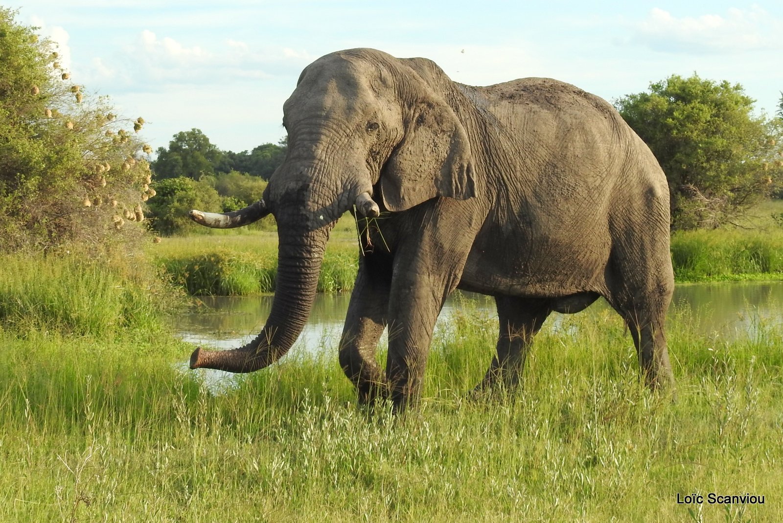 Eléphant d'Afrique/African Elephant (4)