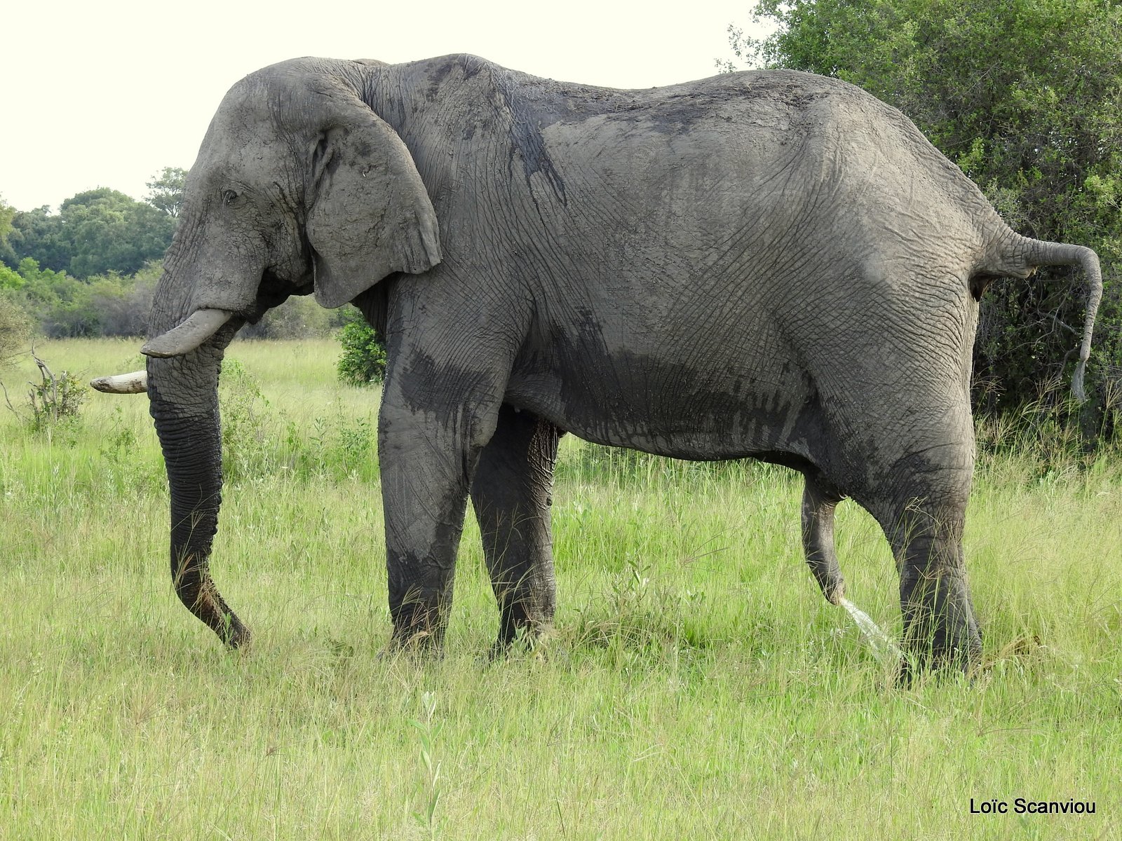 Eléphant d'Afrique/African Elephant (5)