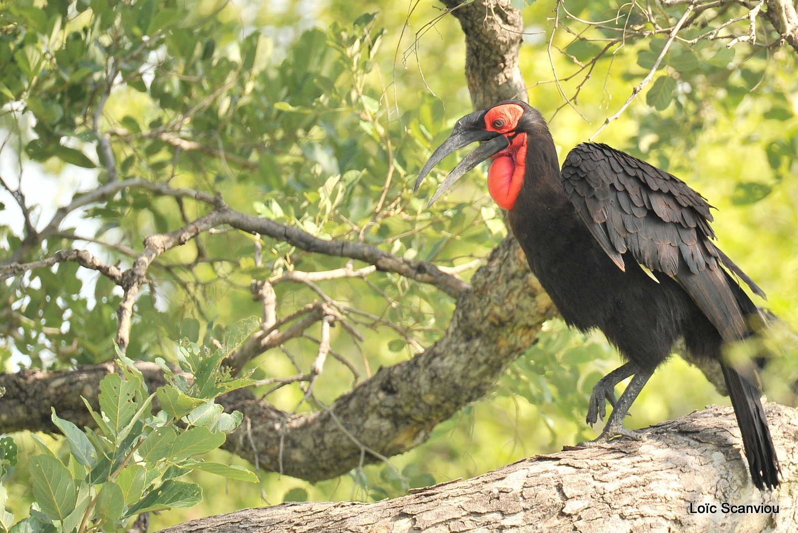 Bucorve du Sud/Southern Ground Hornbill (1)