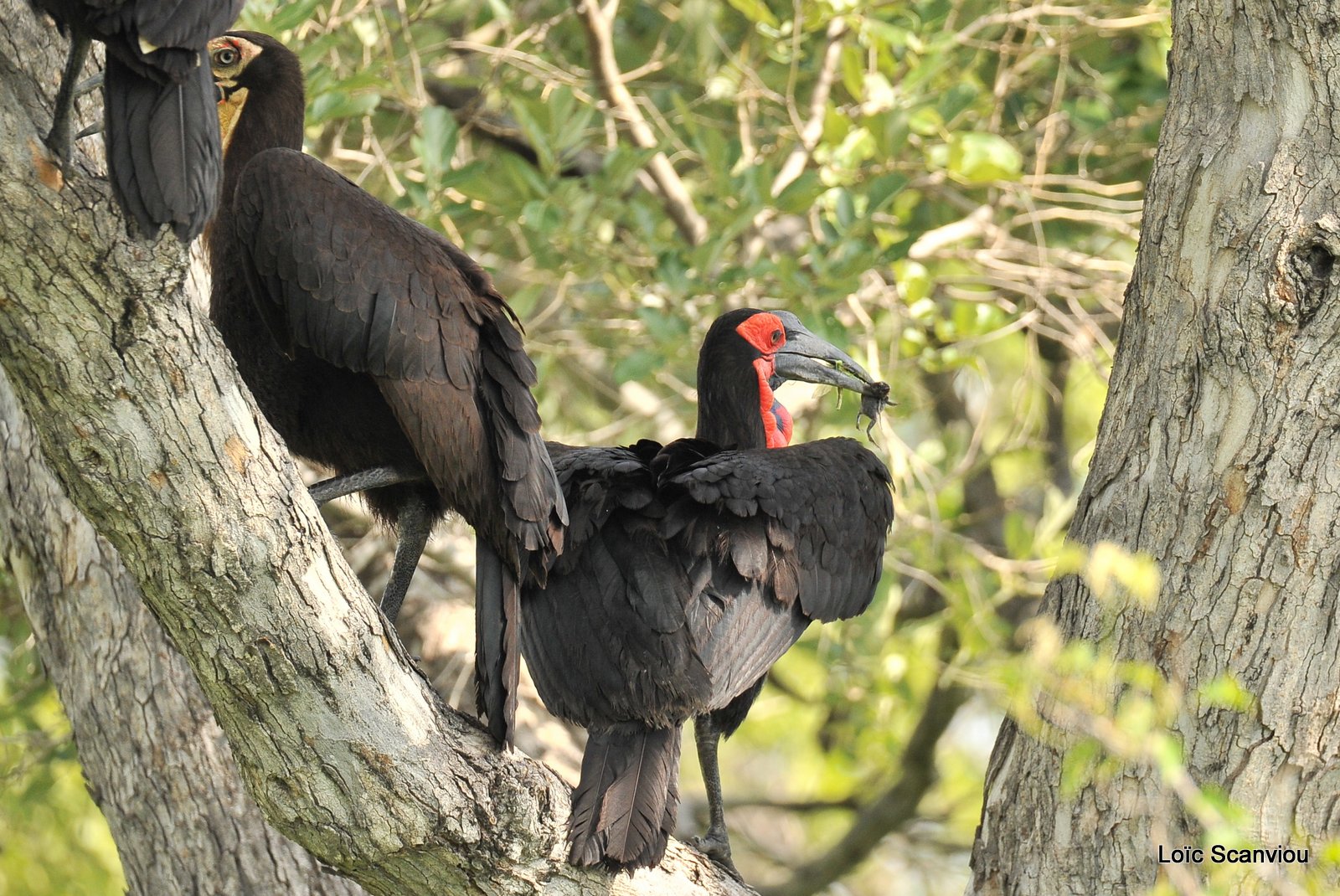 Bucorve du Sud/Southern Ground Hornbill (2)