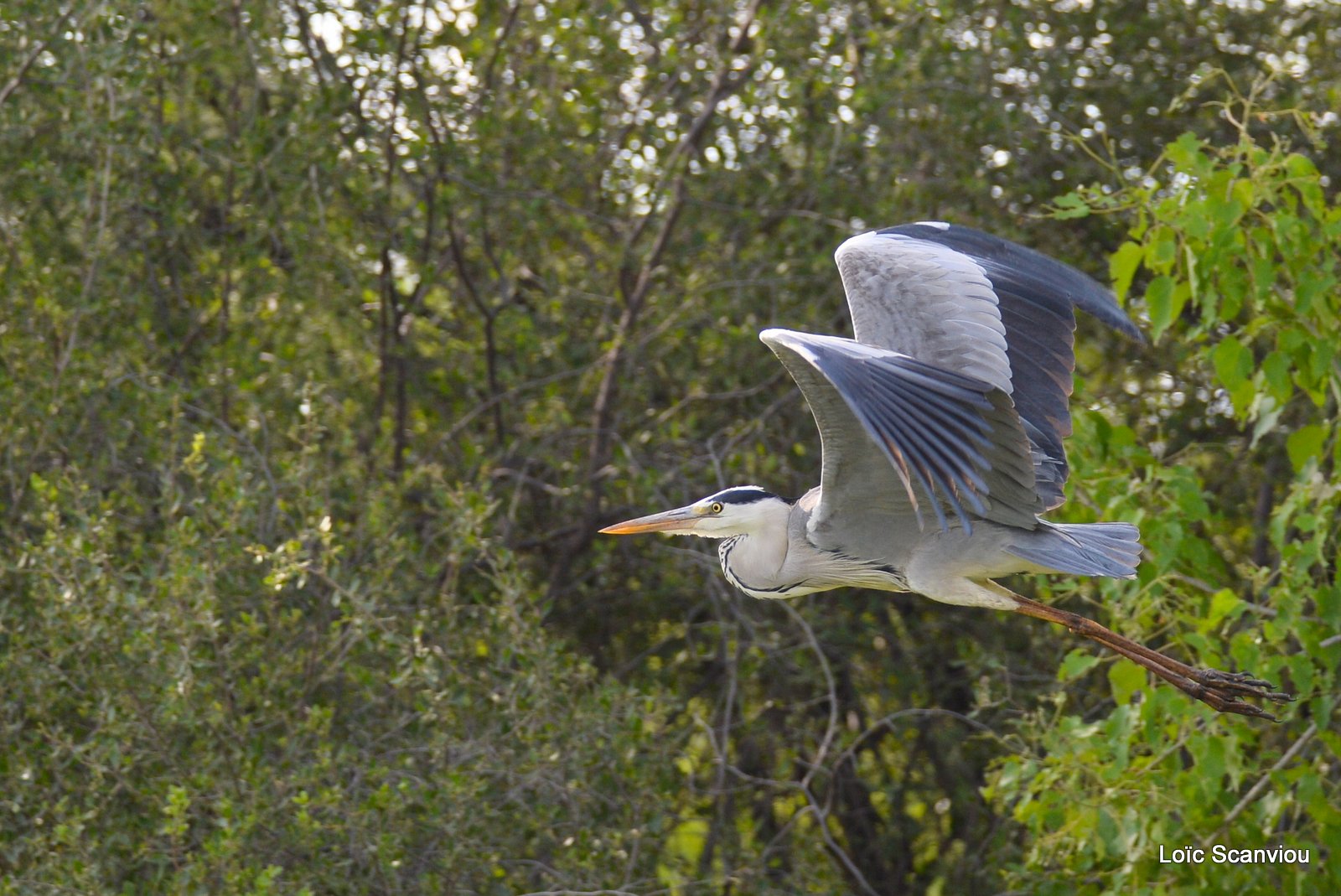 Héron cendré/Grey Heron (2)