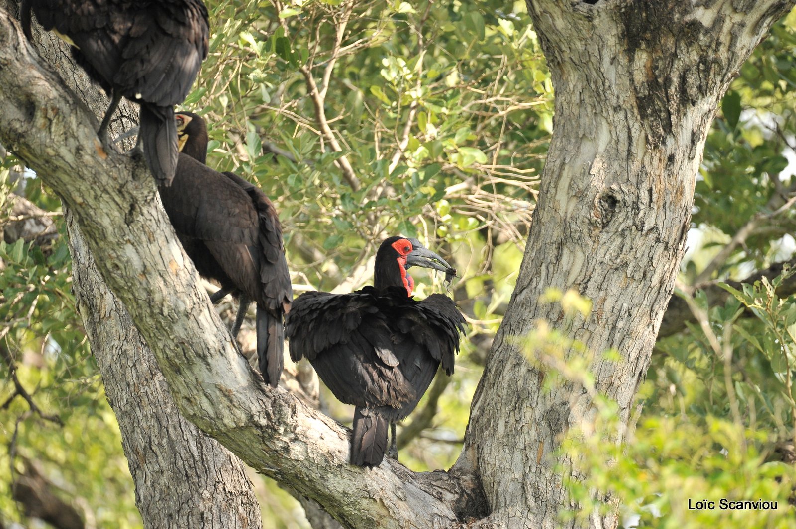 Bucorve du Sud/Southern Ground Hornbill (4)