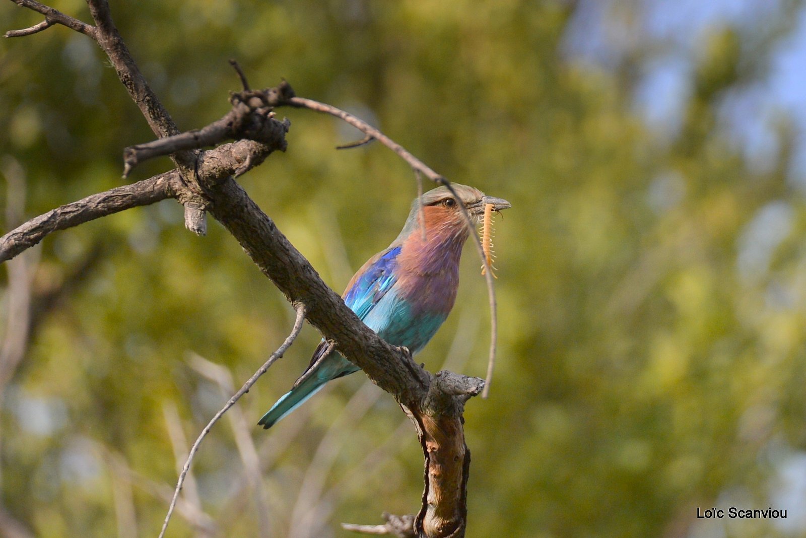 Rollier à longs brins/Lilac-Breasted Roller (1)