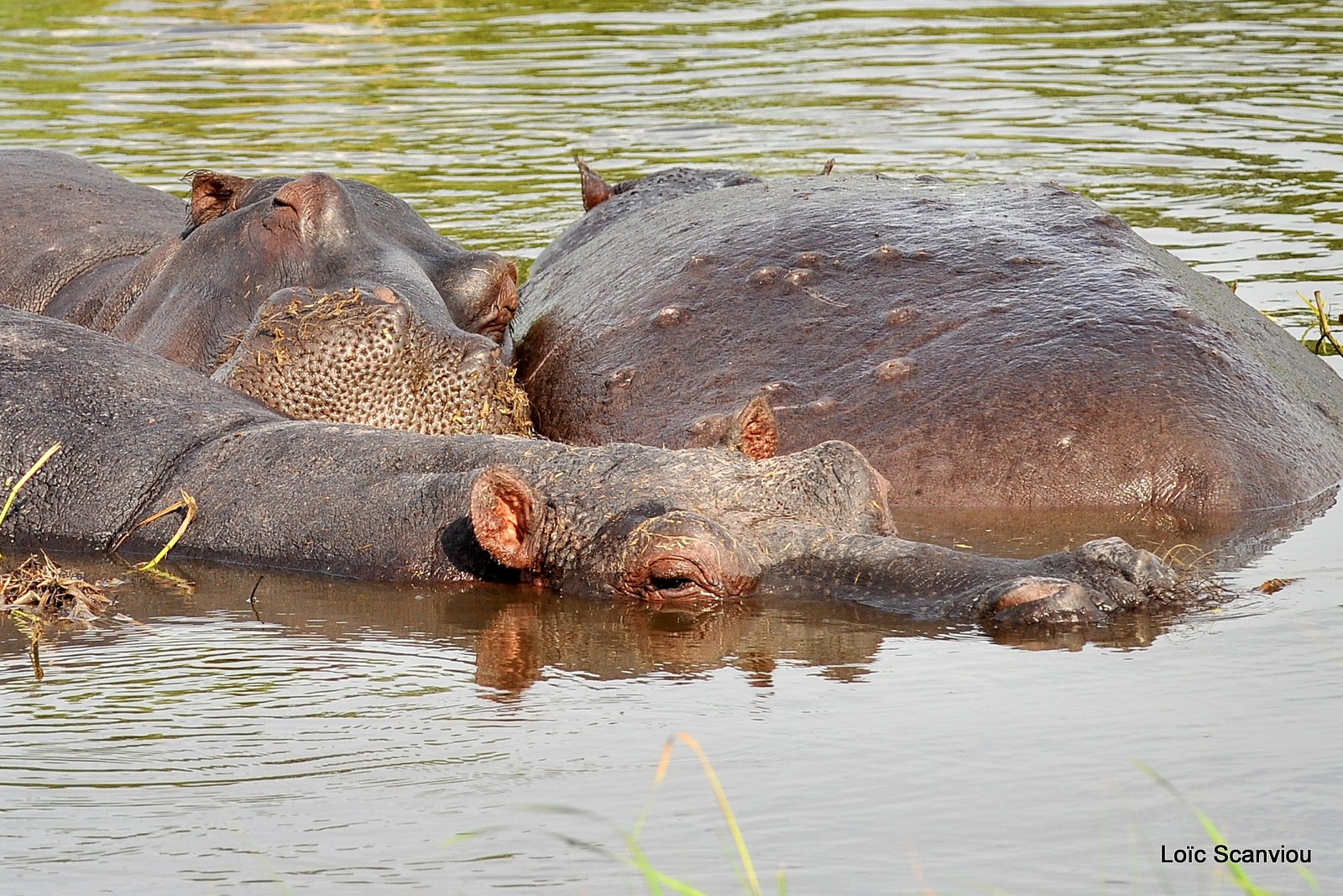 Hippopotame amphibie/Hippopotamus (1)