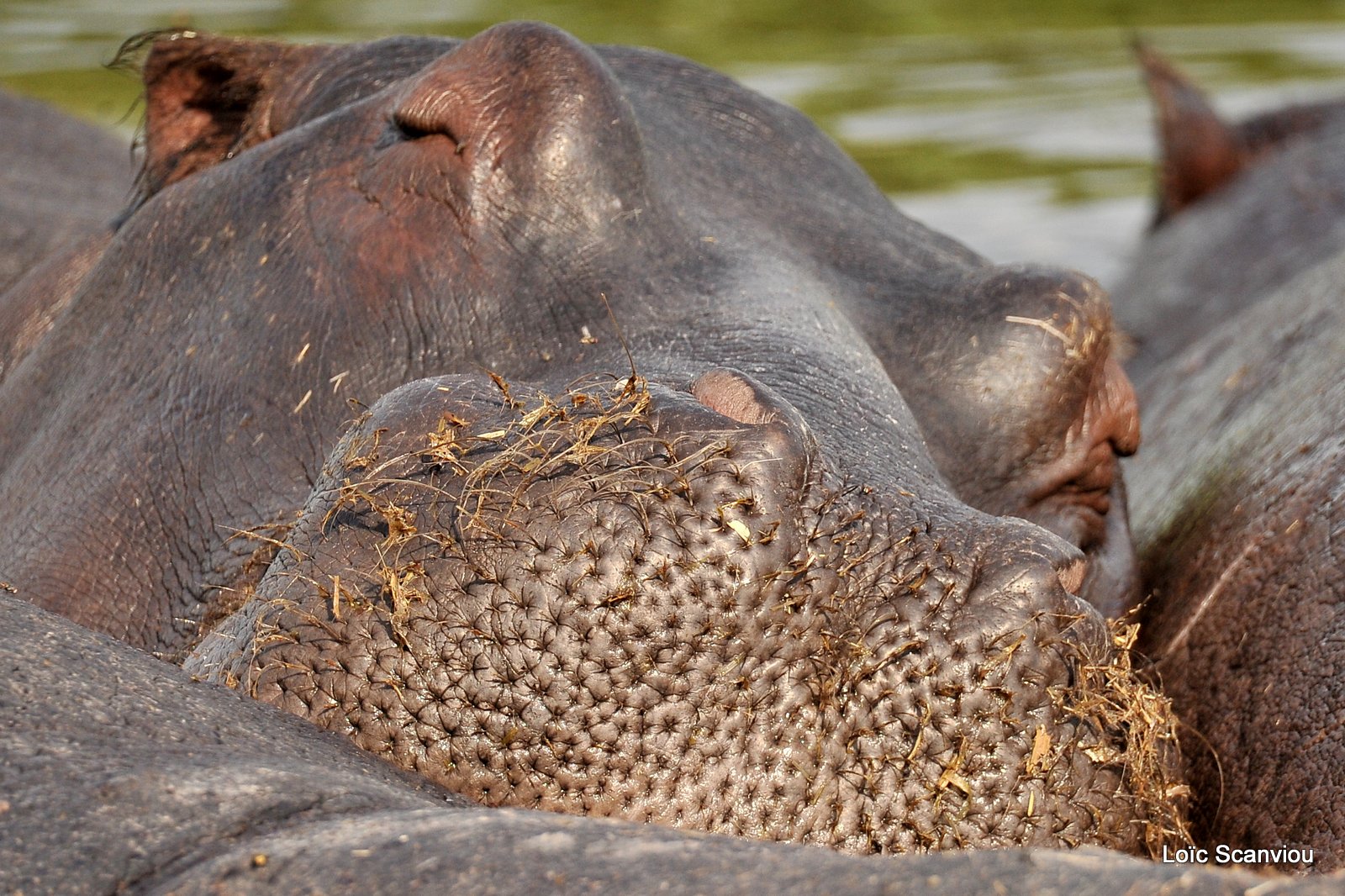 Hippopotame amphibie/Hippopotamus (2)