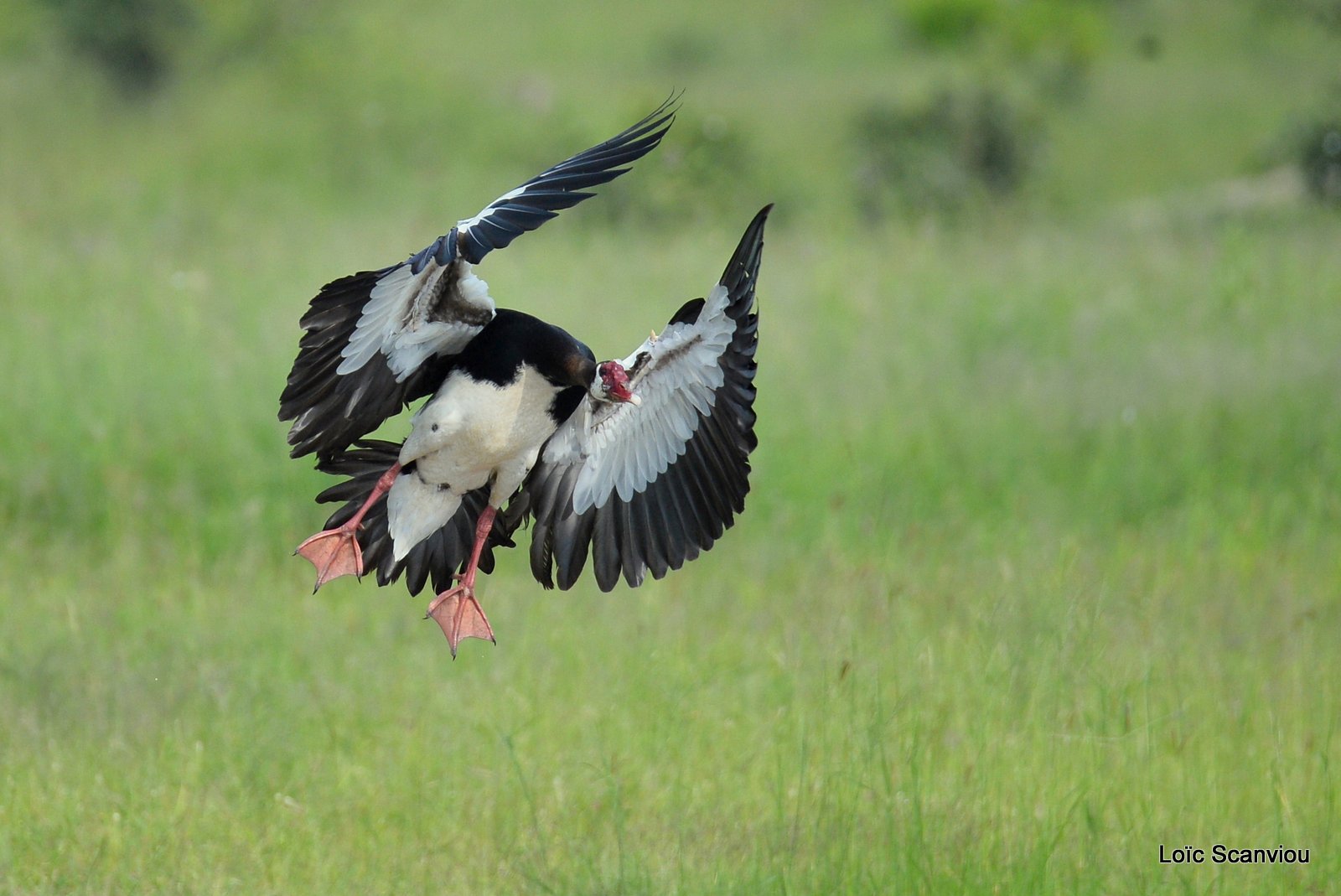 Oie-armée de Gambie/Spur-winged Goose (1)