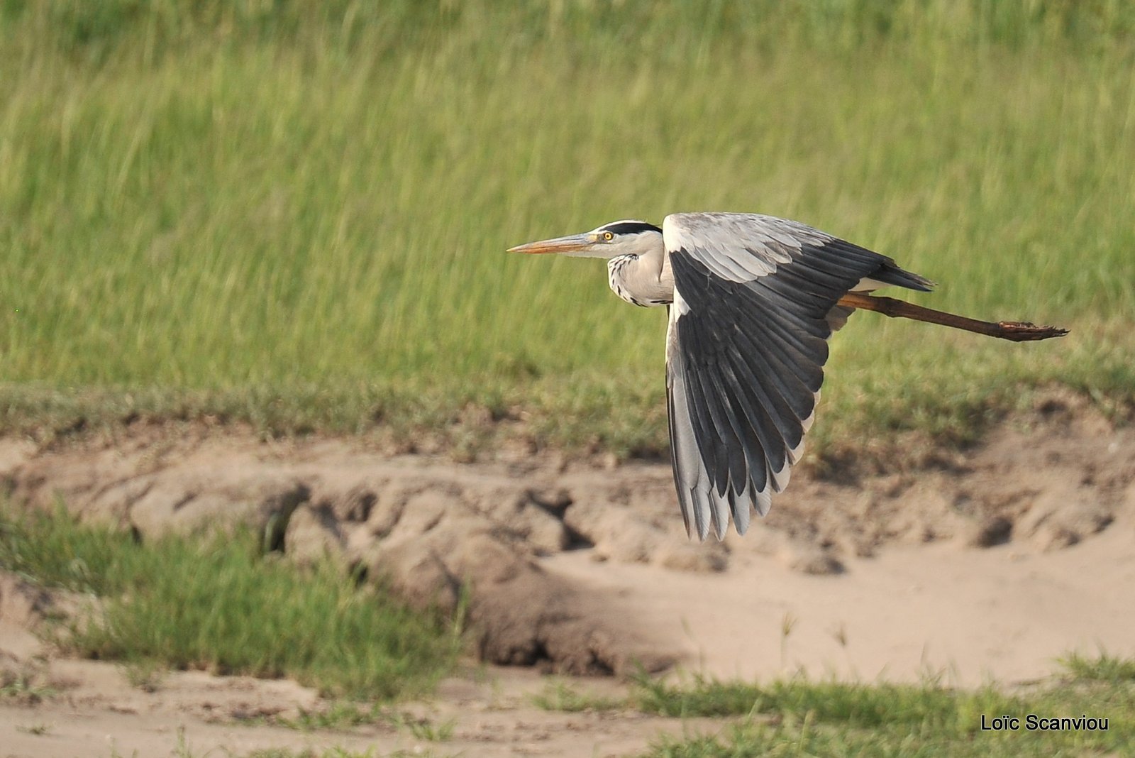 Héron cendré/Grey Heron (3)