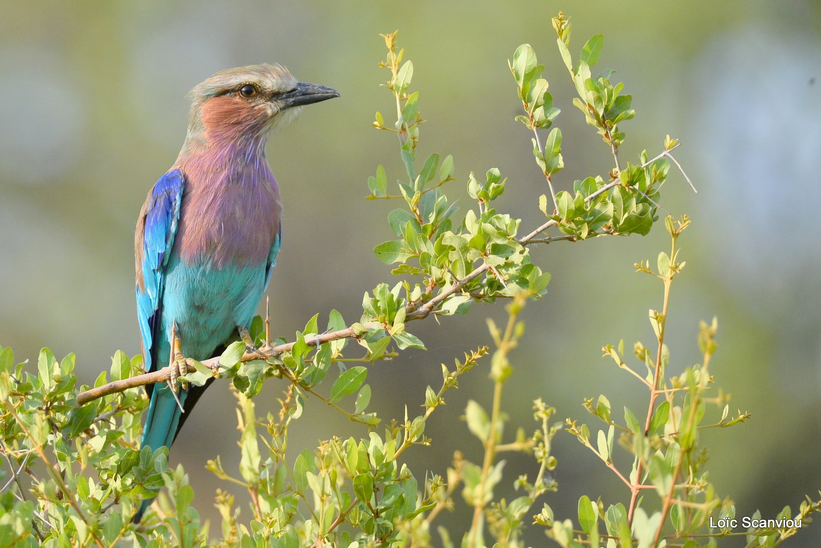Rollier à longs brins/Lilac-Breasted Roller (2)