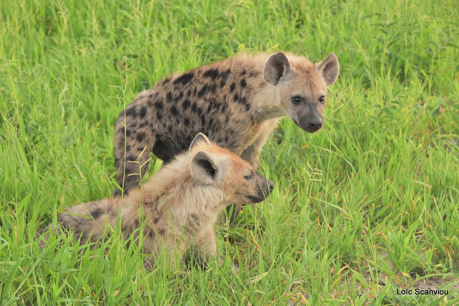 Hyène tachetée/Spotted Hyena (1)