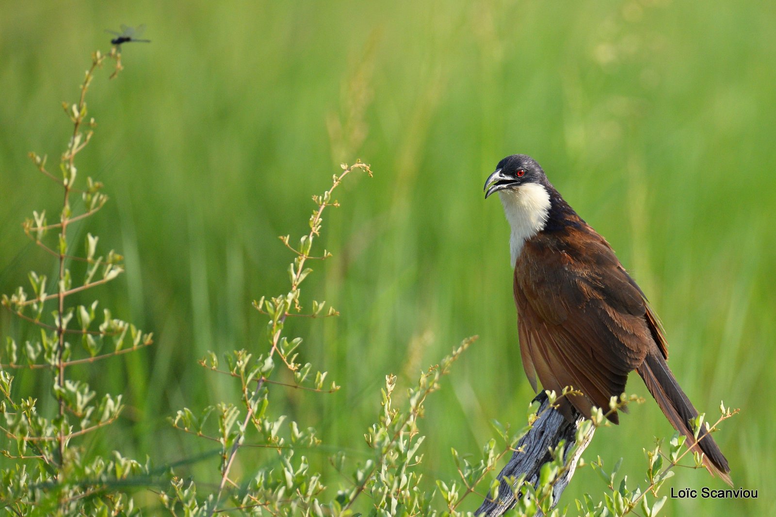 Coucal des papyrus/Coppery-tailed Coucal (1)