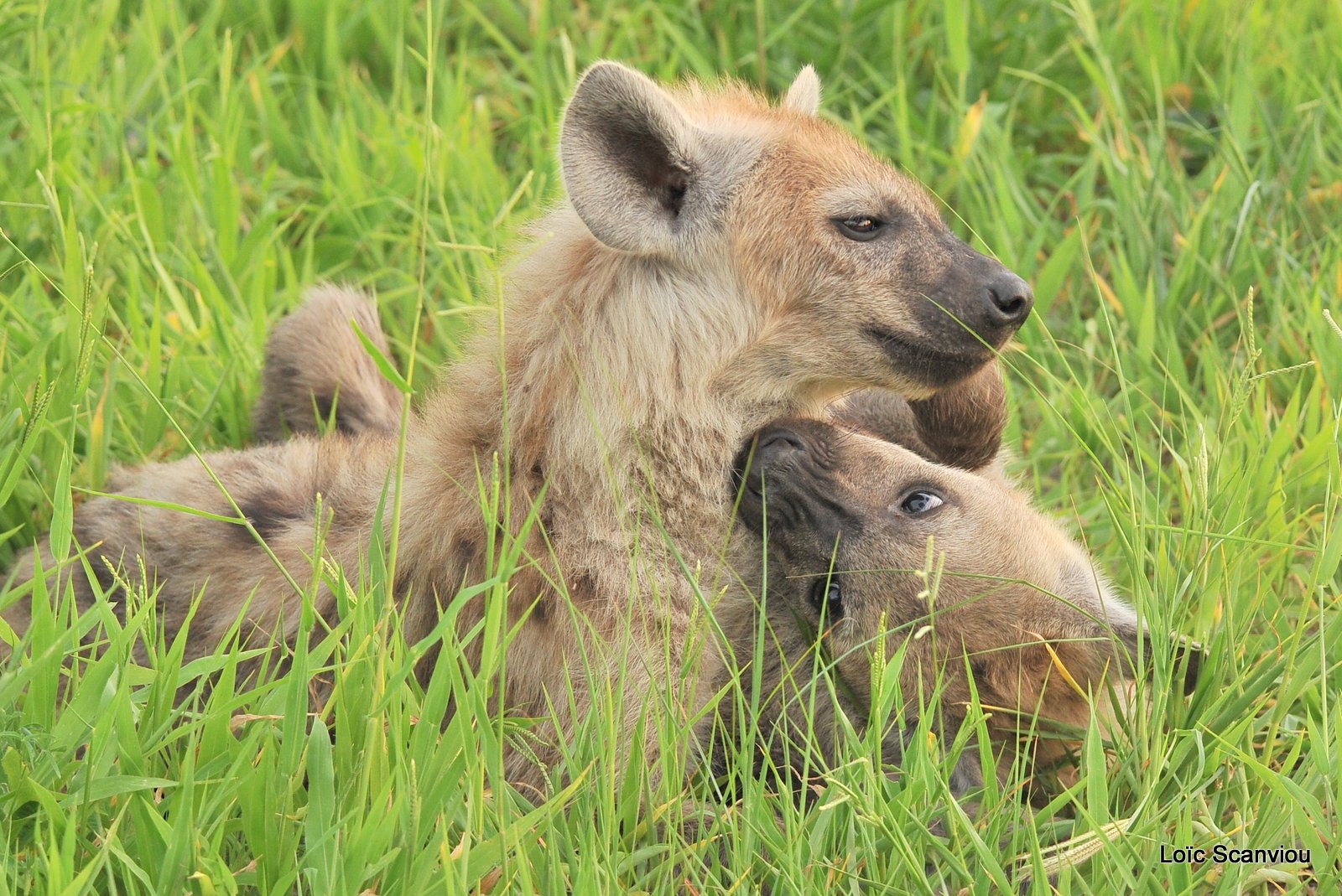 Hyène tachetée/Spotted Hyena (2)