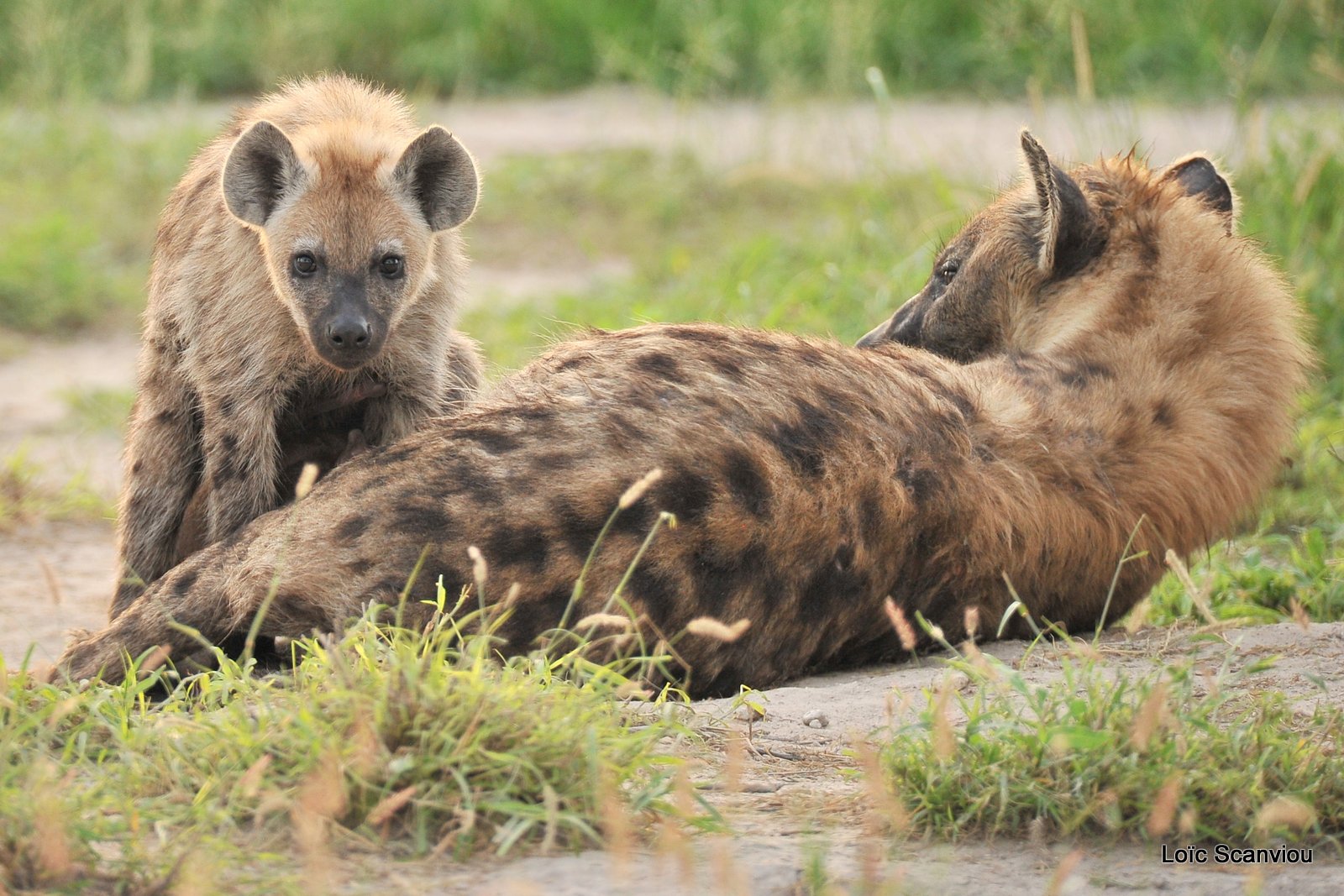 Hyène tachetée/Spotted Hyena (3)