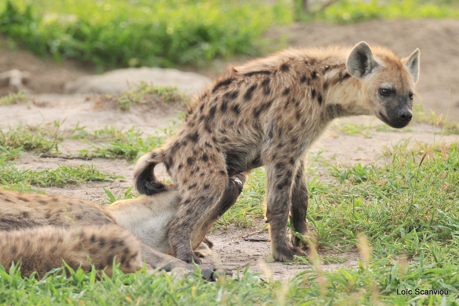 Hyène tachetée/Spotted Hyena (4)