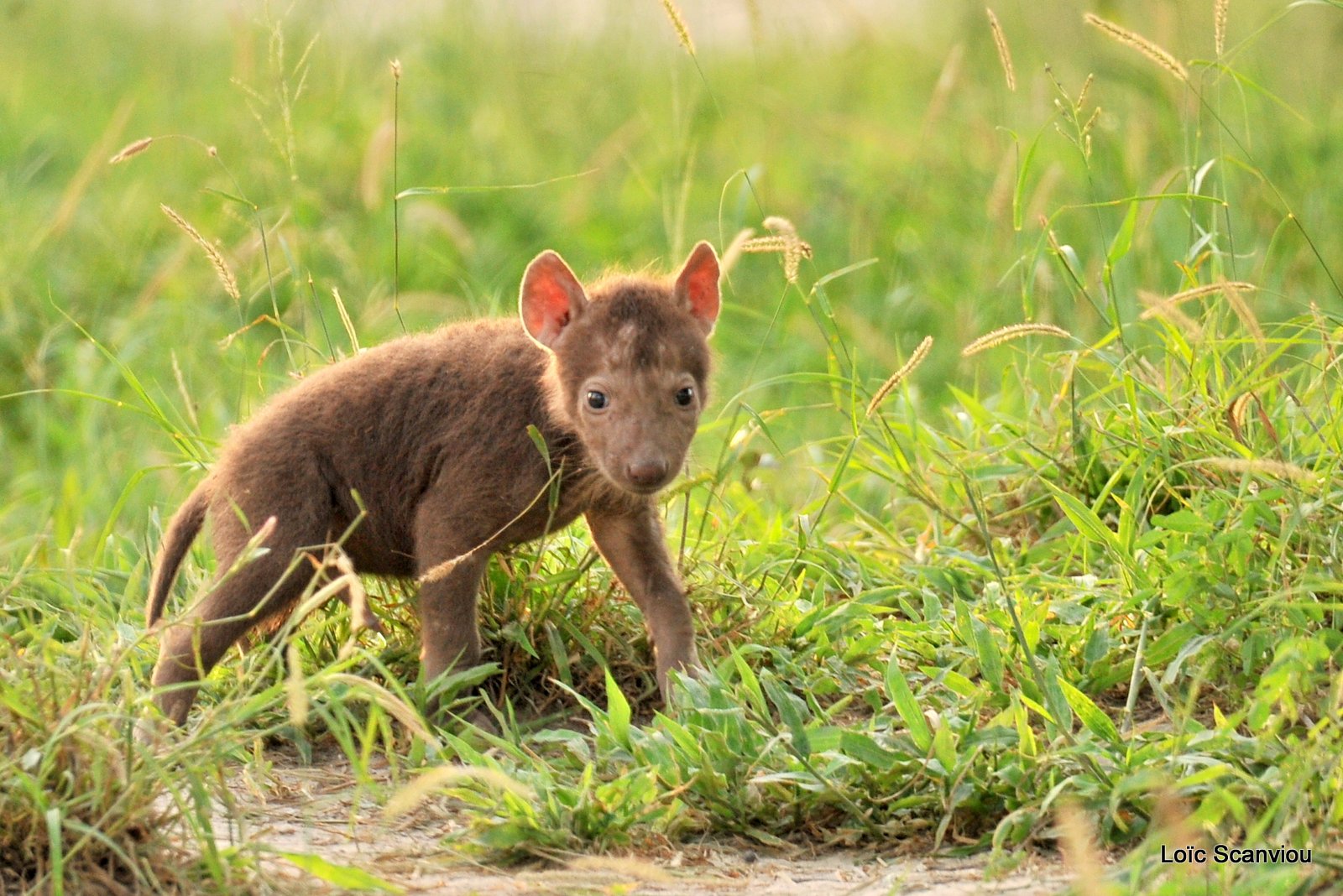 Hyène tachetée/Spotted Hyena (6)