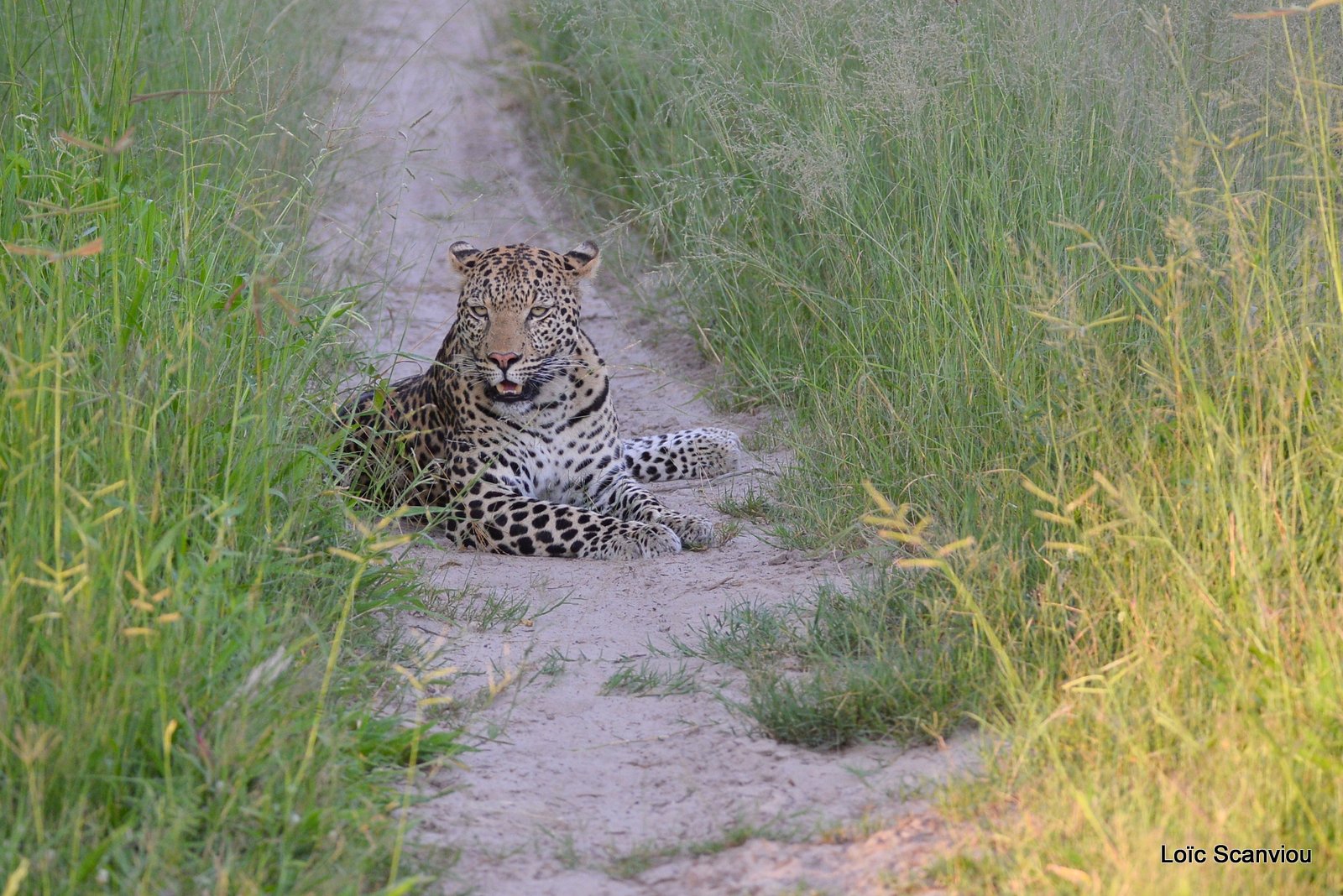 Léopard/Leopard (1)