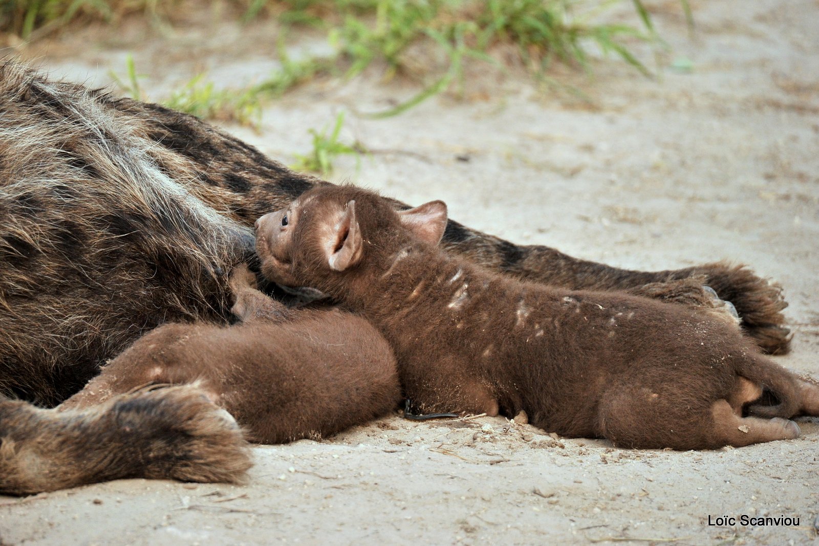 Hyène tachetée/Spotted Hyena (7)