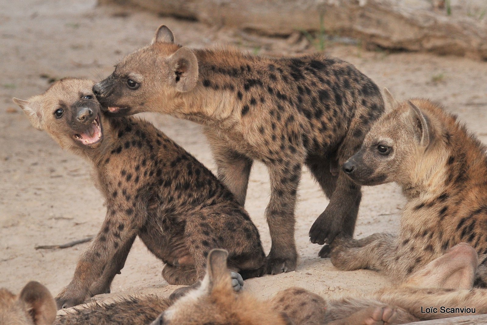 Hyène tachetée/Spotted Hyena (9)