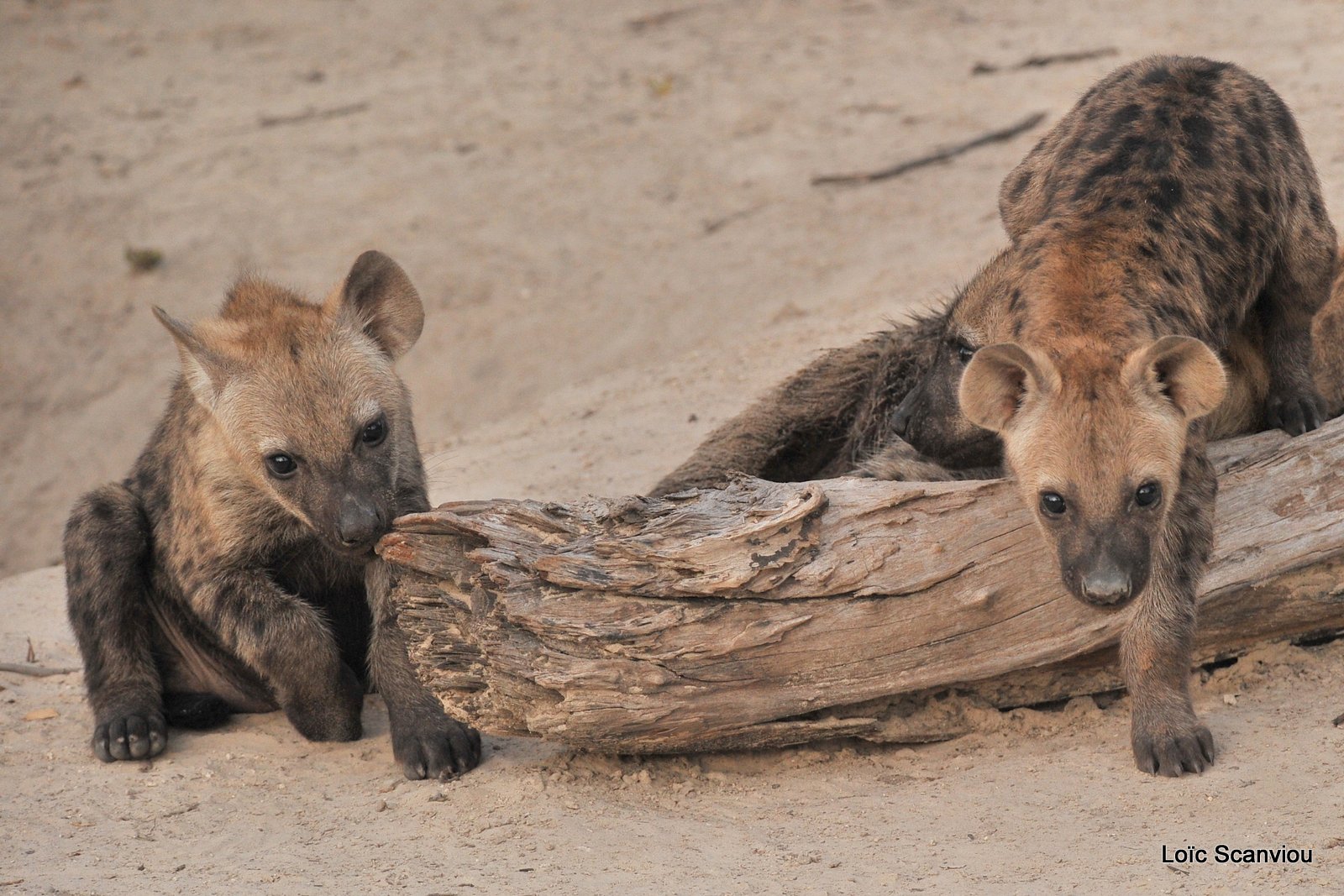 Hyène tachetée/Spotted Hyena (10)