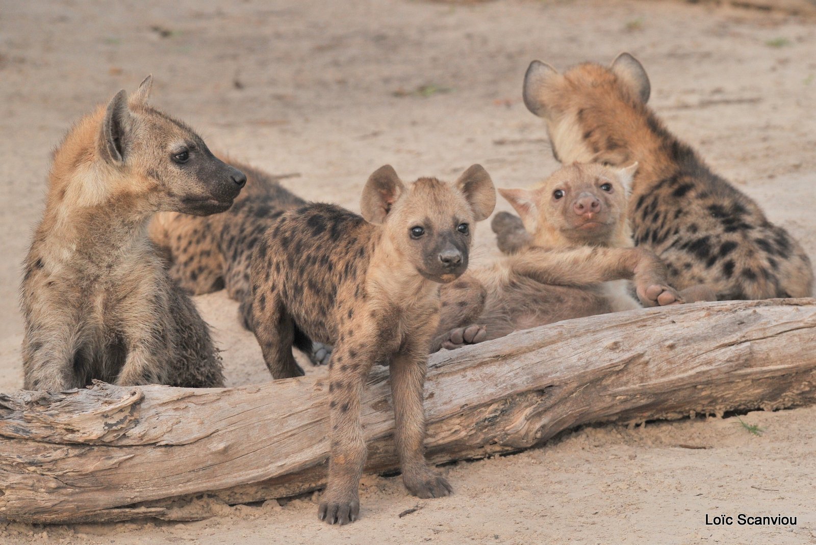 Hyène tachetée/Spotted Hyena (11)