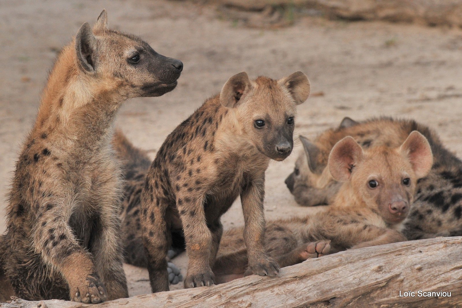 Hyène tachetée/Spotted Hyena (12)