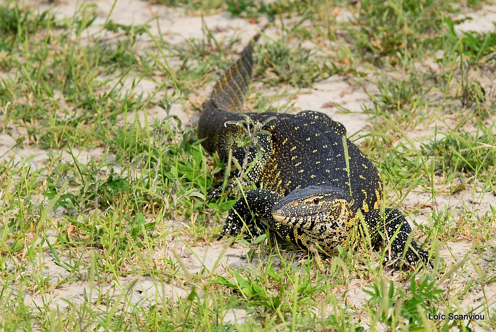 Varan du Nil/Nile Monitor Lizard (1)