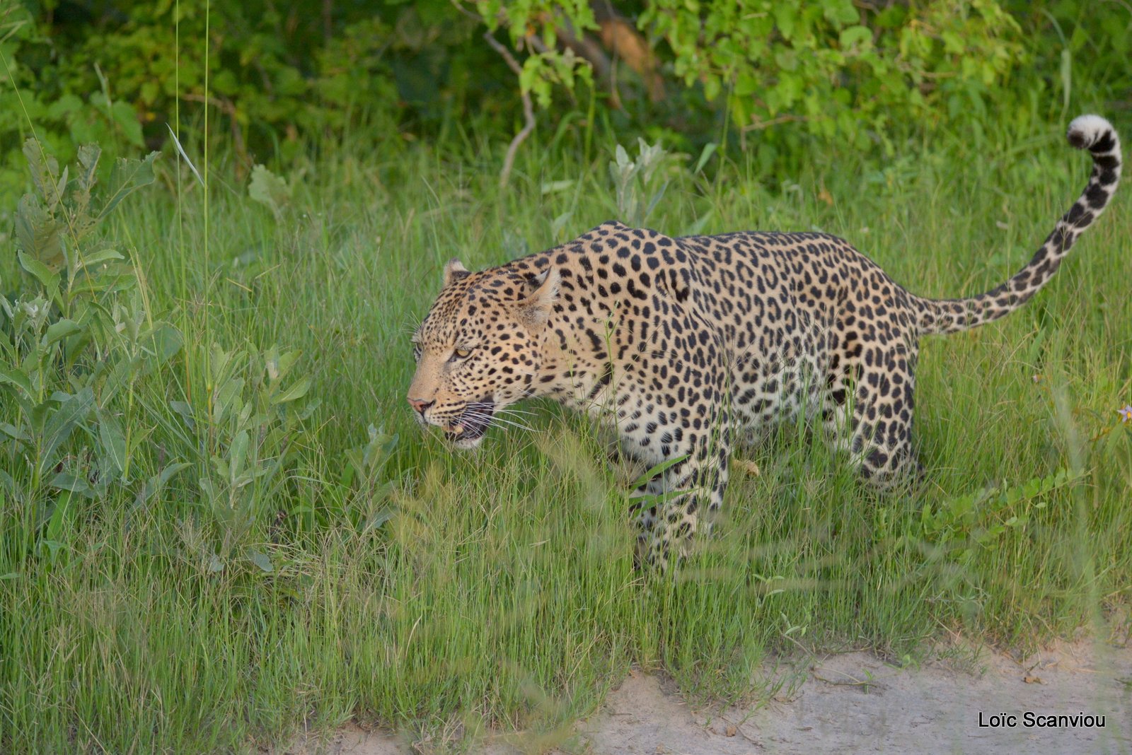 Léopard/Leopard (6)