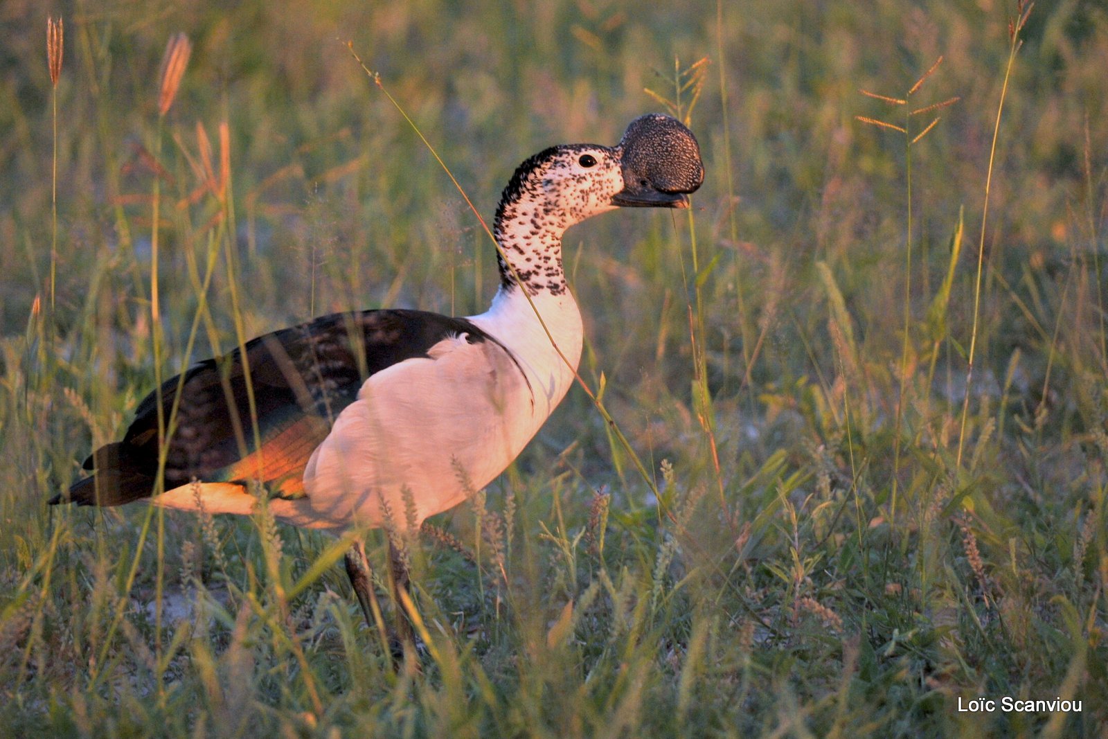 Canard à bosse/Comb Duck (2)