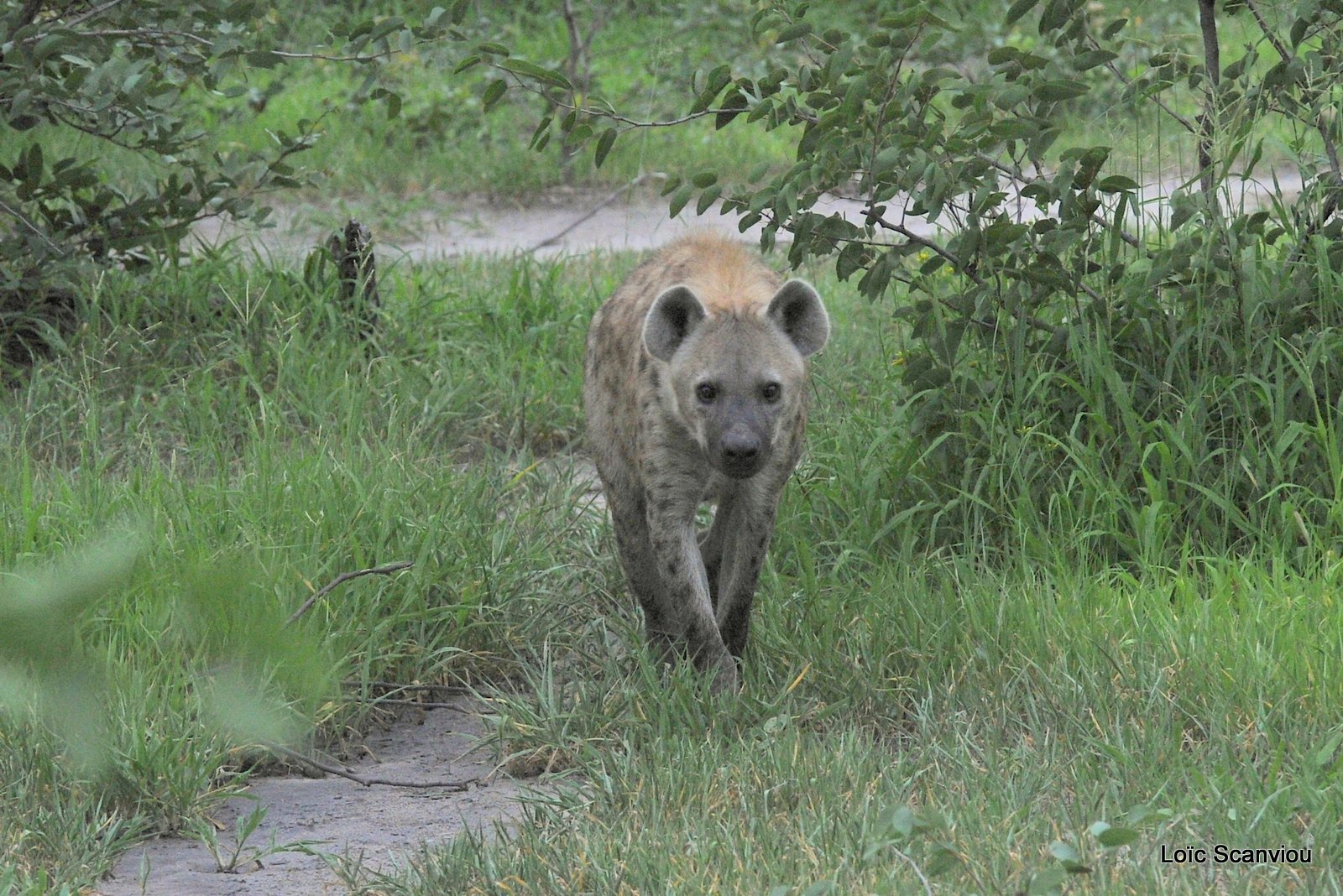 Hyène tachetée/Spotted Hyena (14)