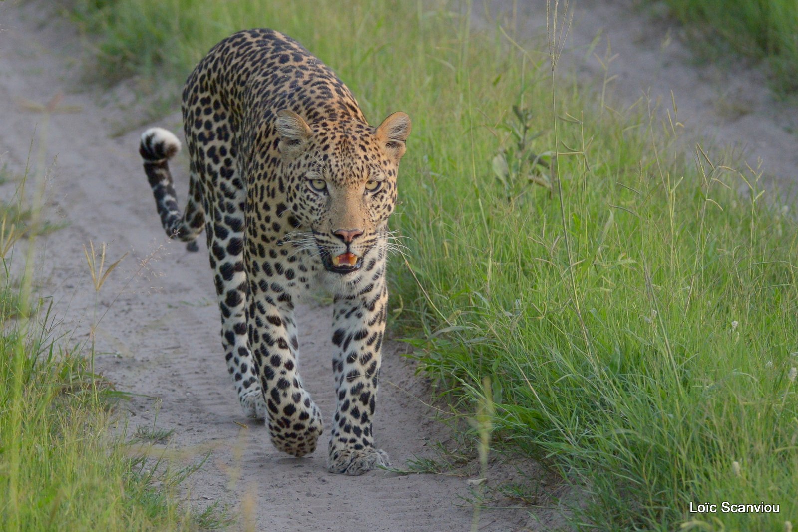 Léopard/Leopard (10)