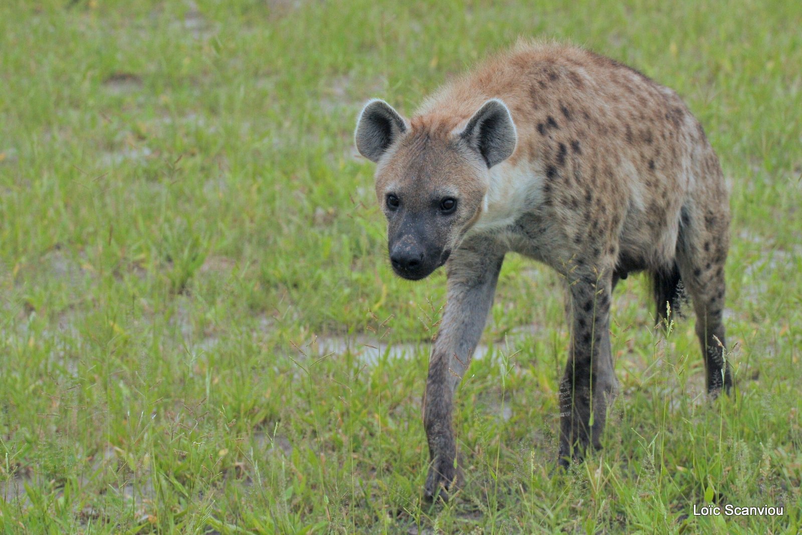 Hyène tachetée/Spotted Hyena (15)