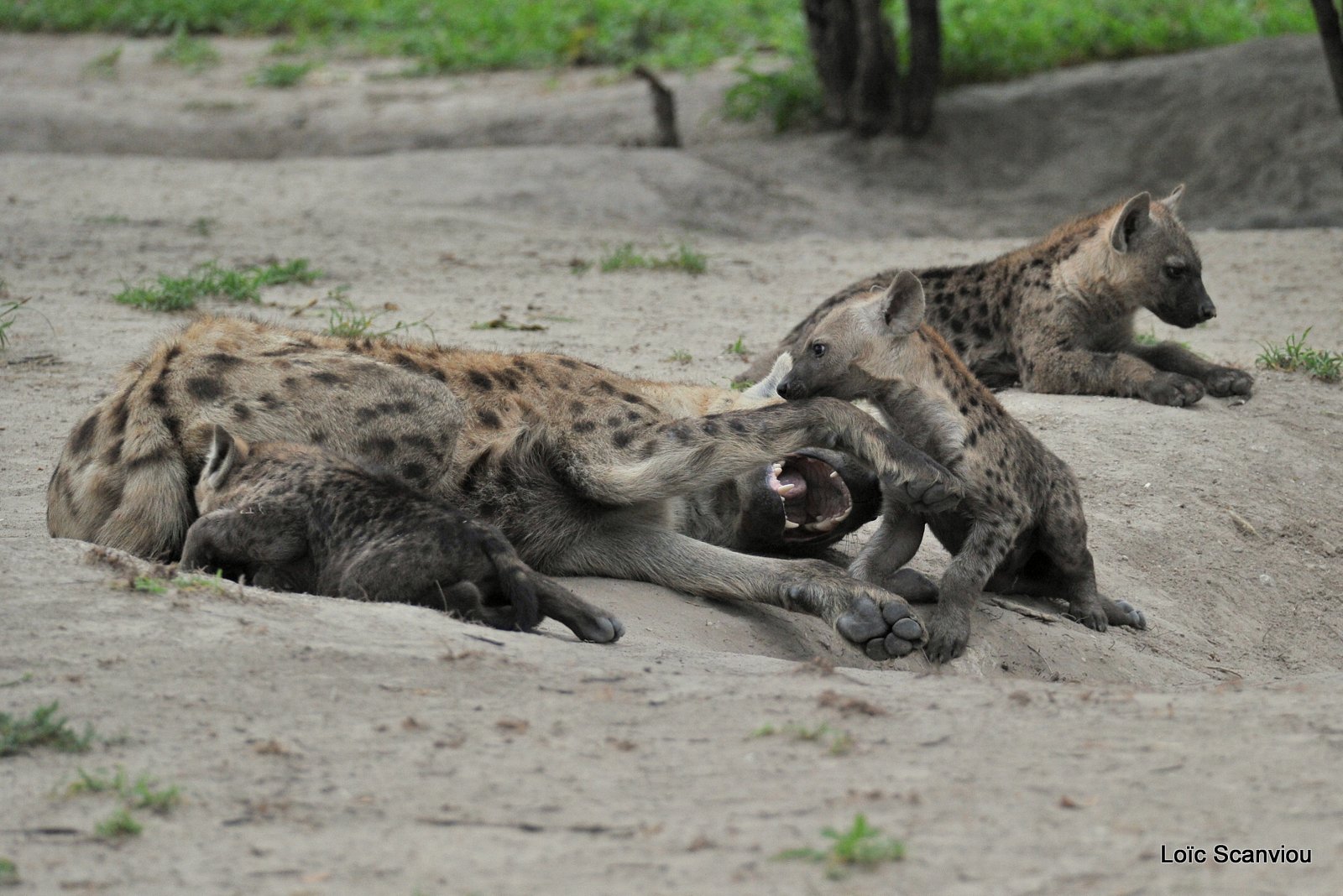 Hyène tachetée/Spotted Hyena (16)