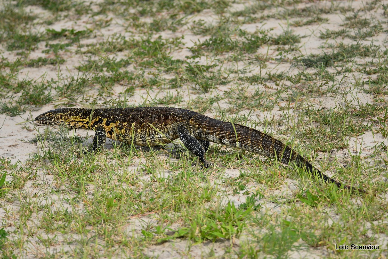 Varan du Nil/Nile Monitor Lizard (2)