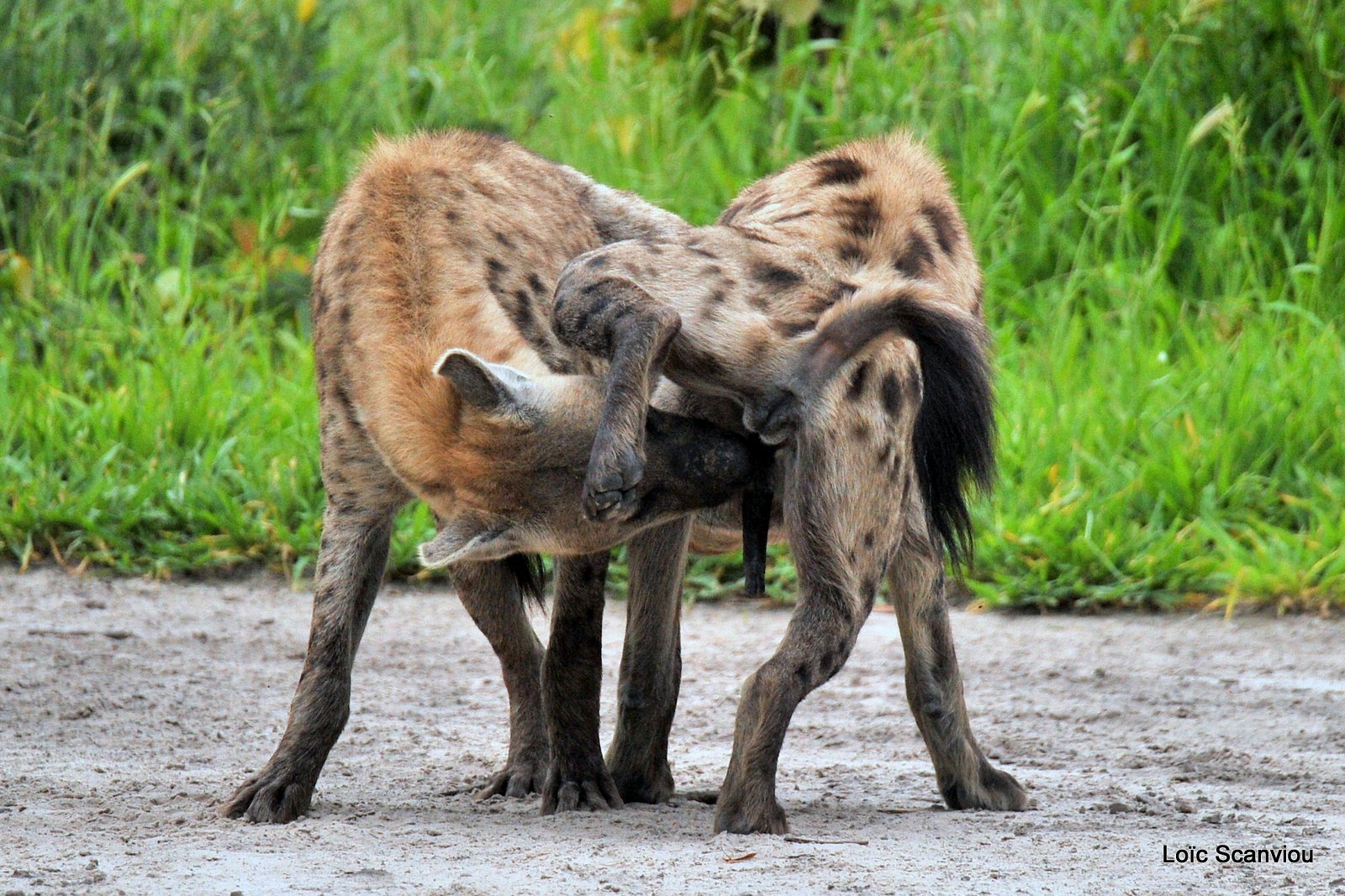 Hyène tachetée/Spotted Hyena (17)