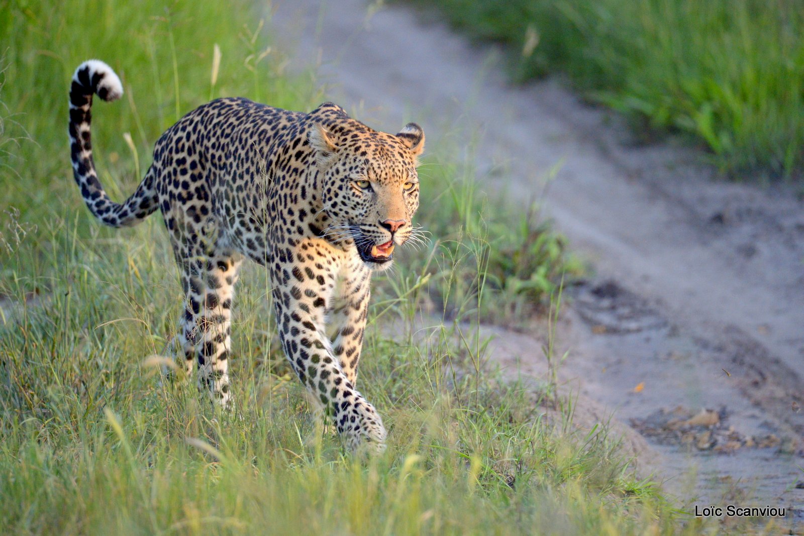 Léopard/Leopard (14)